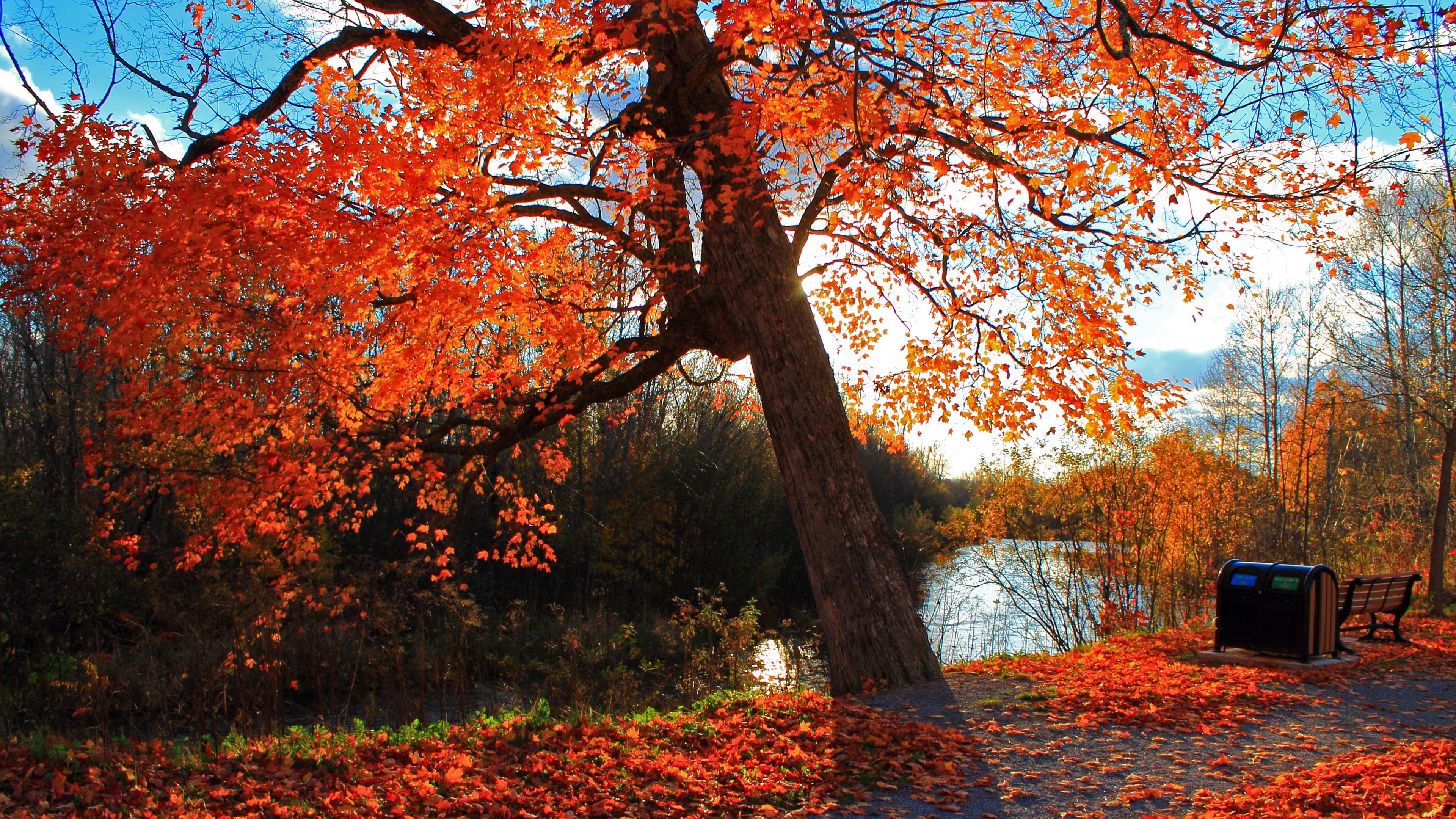 autumn, park, river, shop, landscape, 4k, HD Wallpaper