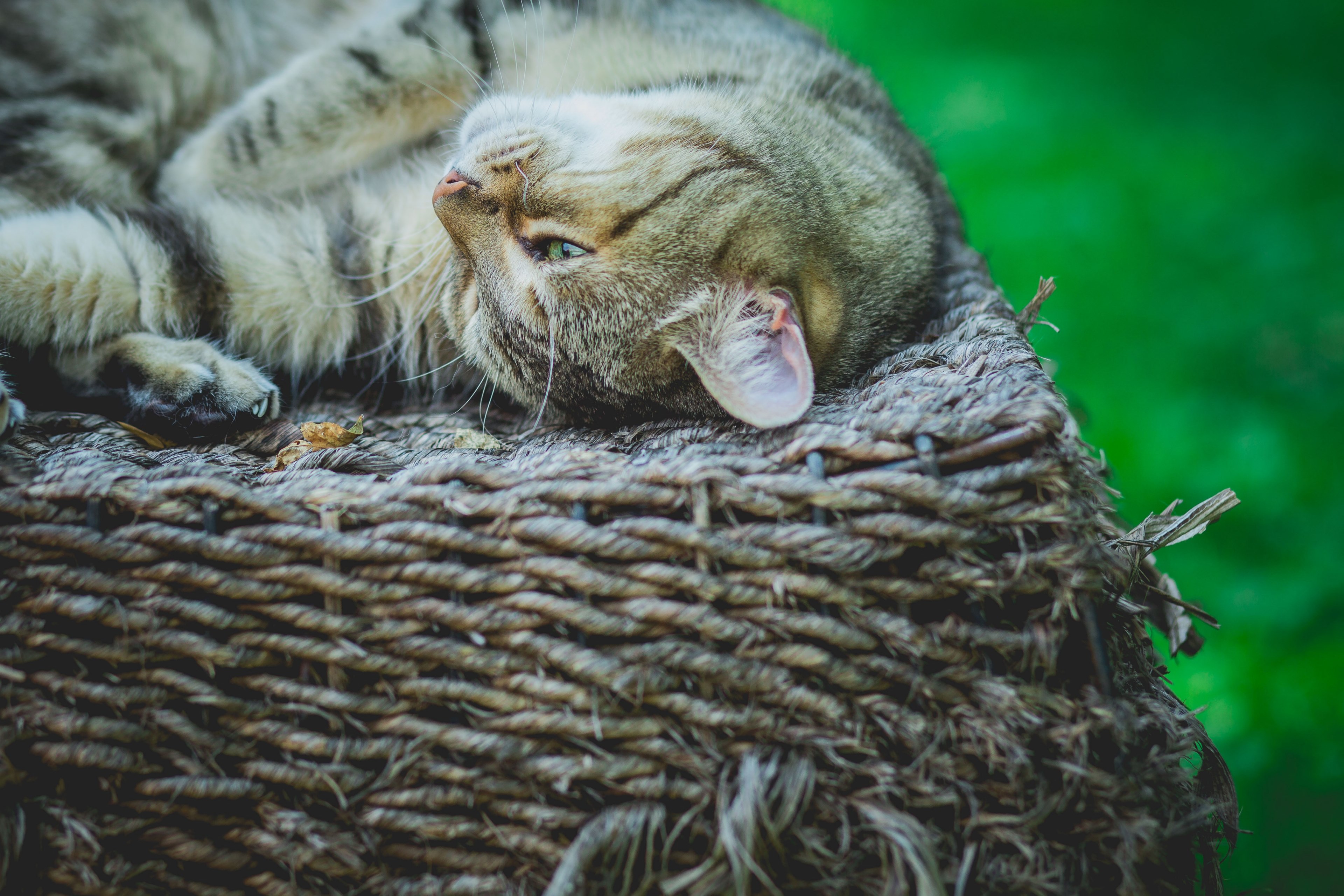 cute lovely naughty and playful 4k, HD Wallpaper