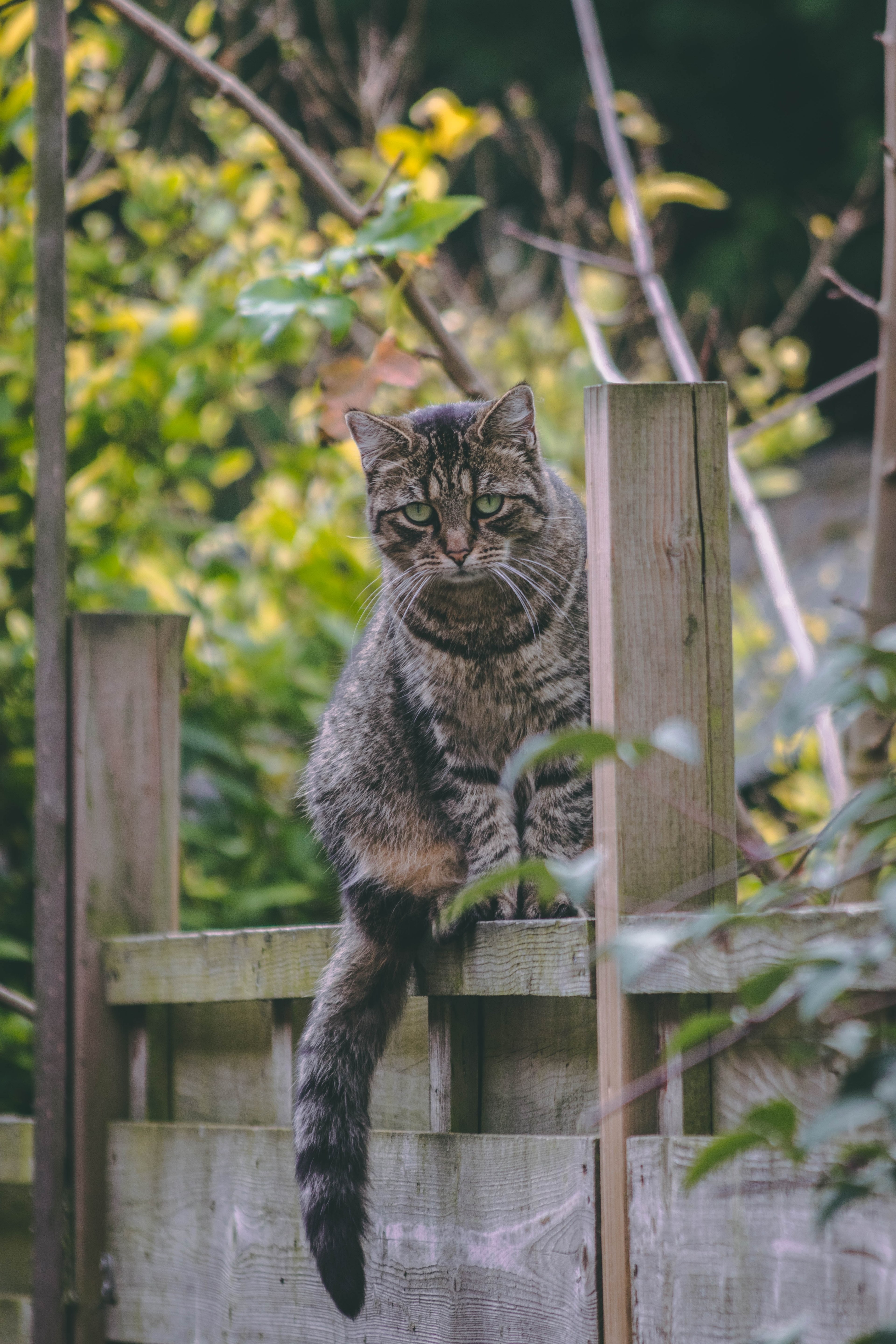 staring cat 4k, Phone HD Wallpaper