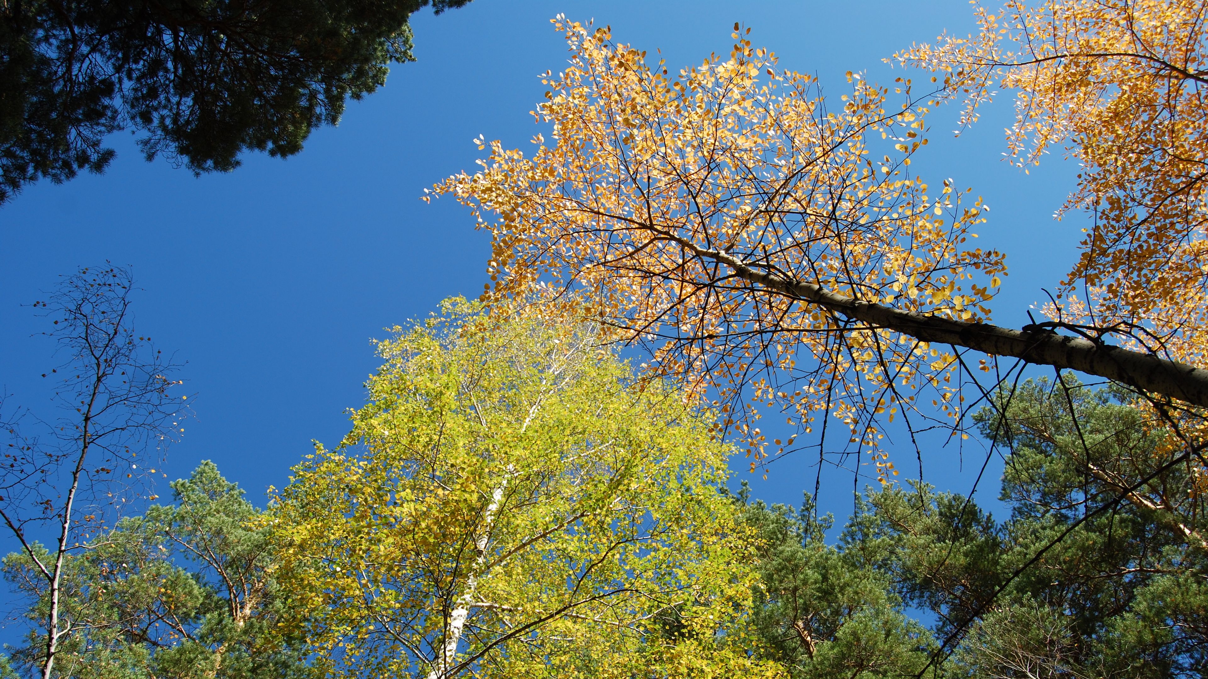 autumn, forest, sky, 4k, HD Wallpaper