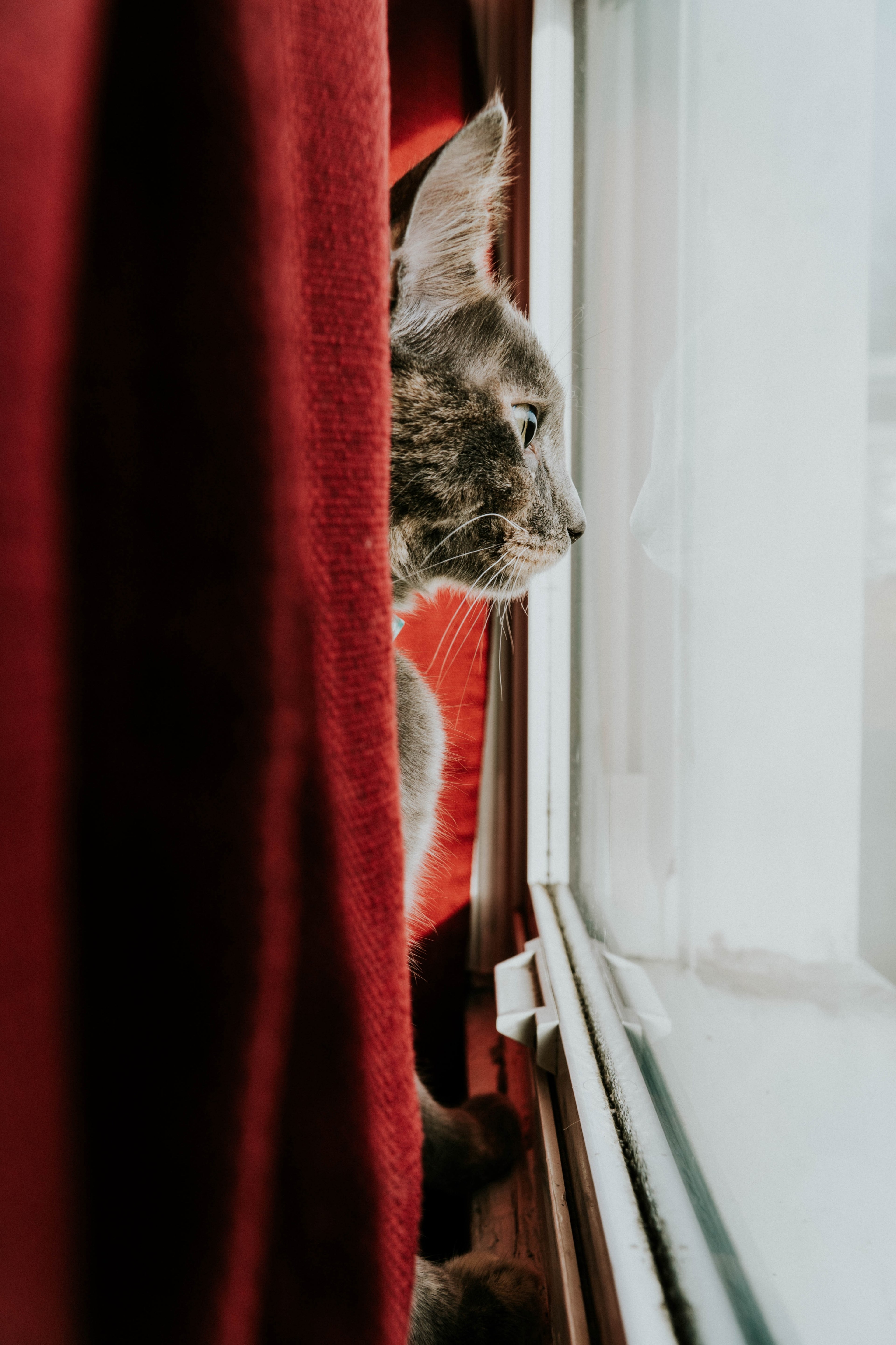 cat feline curtain and red hd, 4k, Phone HD Wallpaper