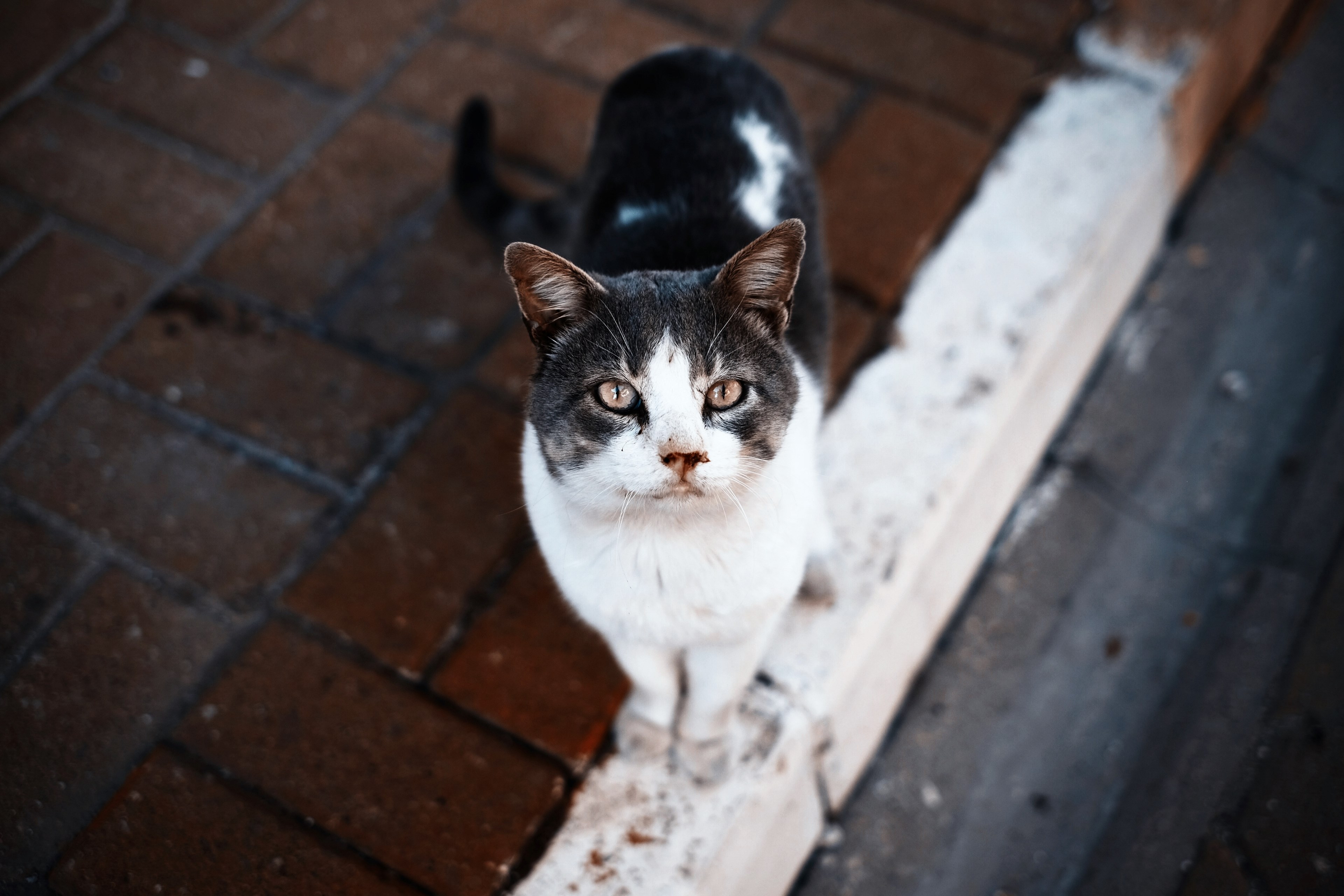 cat feline pet and pavement 4k, HD Wallpaper