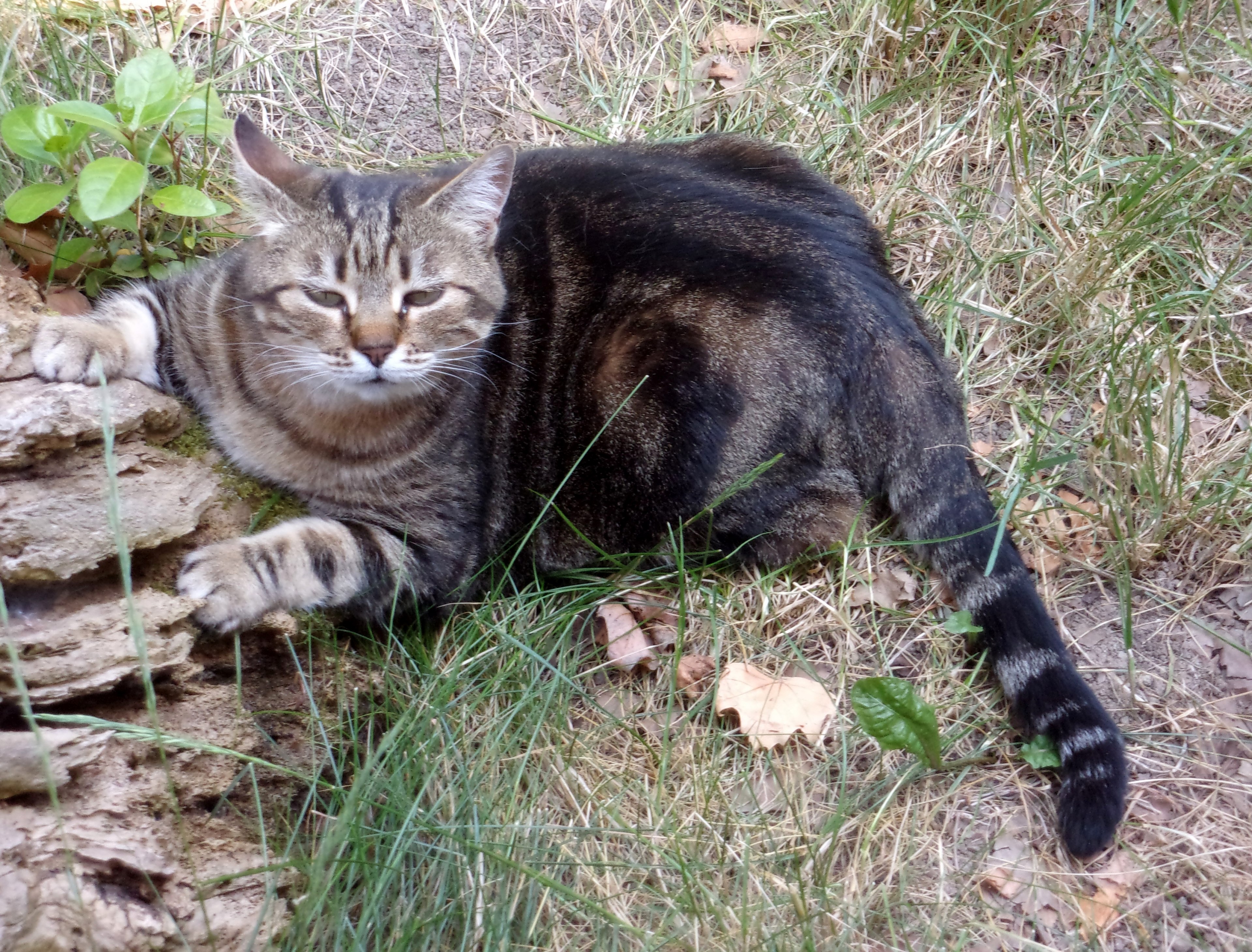 mina on the scratcher in the garden 4k, HD Wallpaper