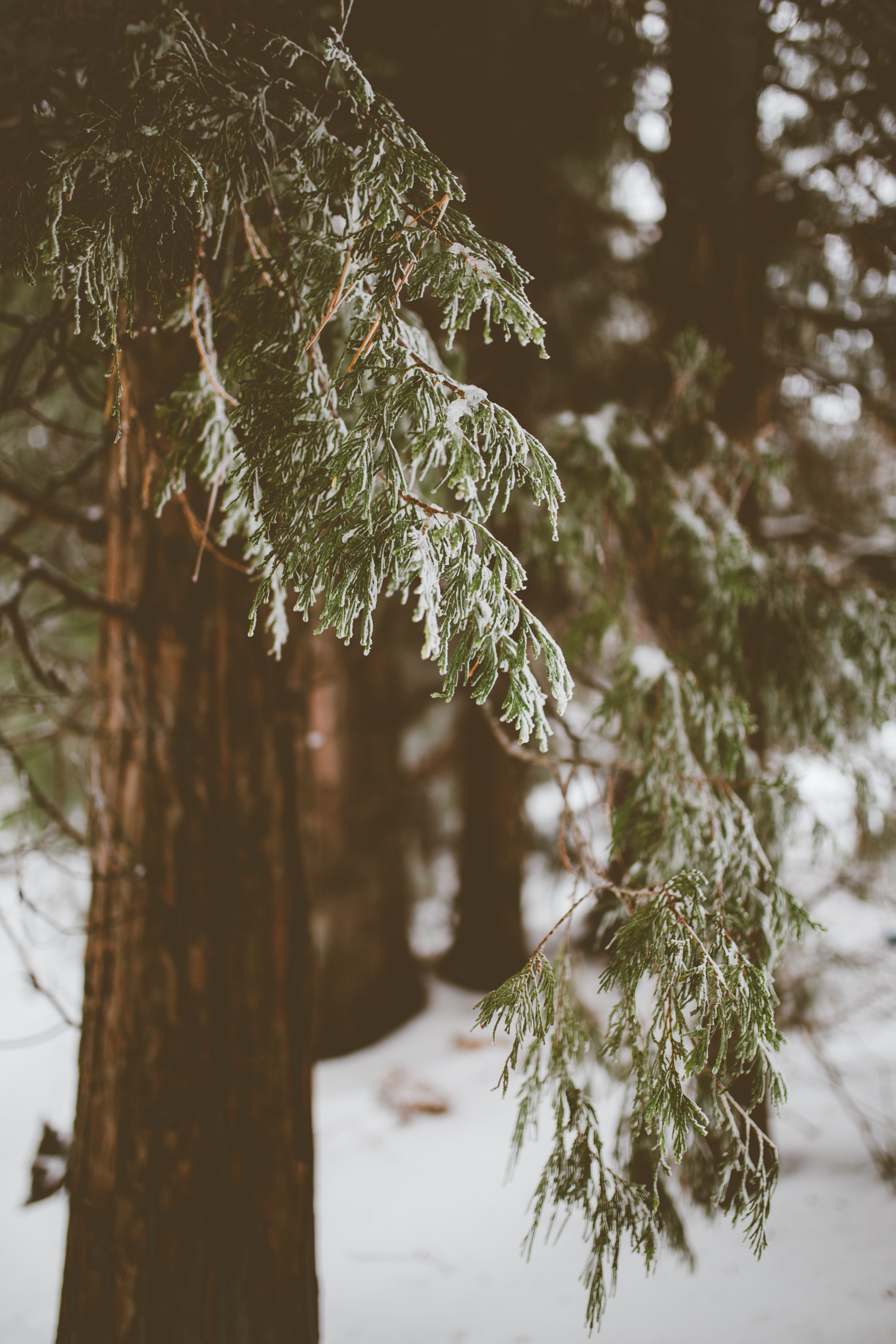 macro shot of a branch of green leaves on a tree in lake arrowhead california, california winter forest 4k, Phone HD Wallpaper