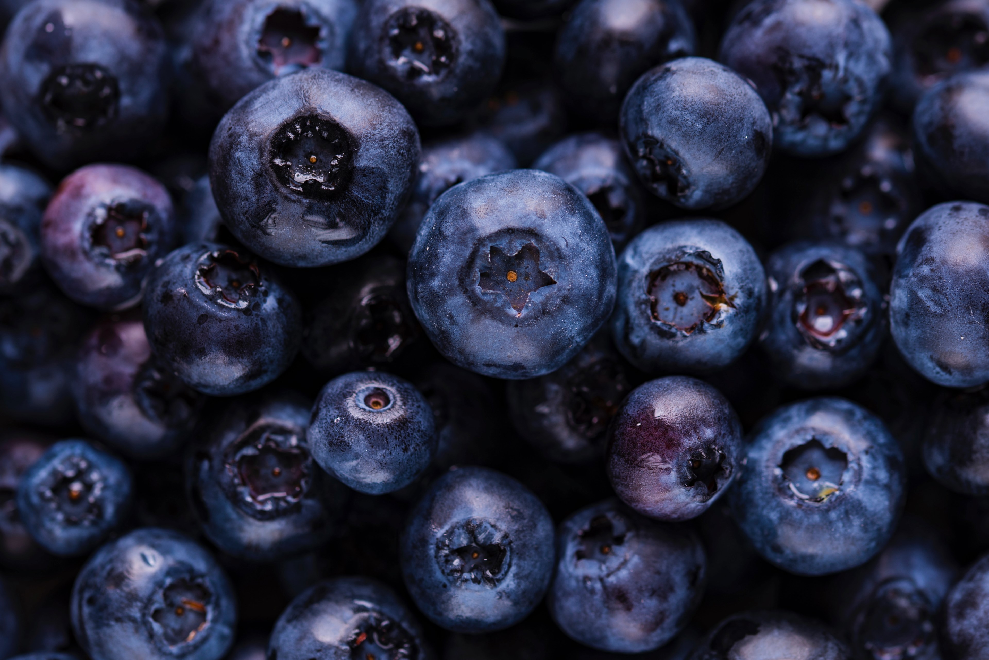 blueberry blueberries fruit and berry 4k, HD Wallpaper