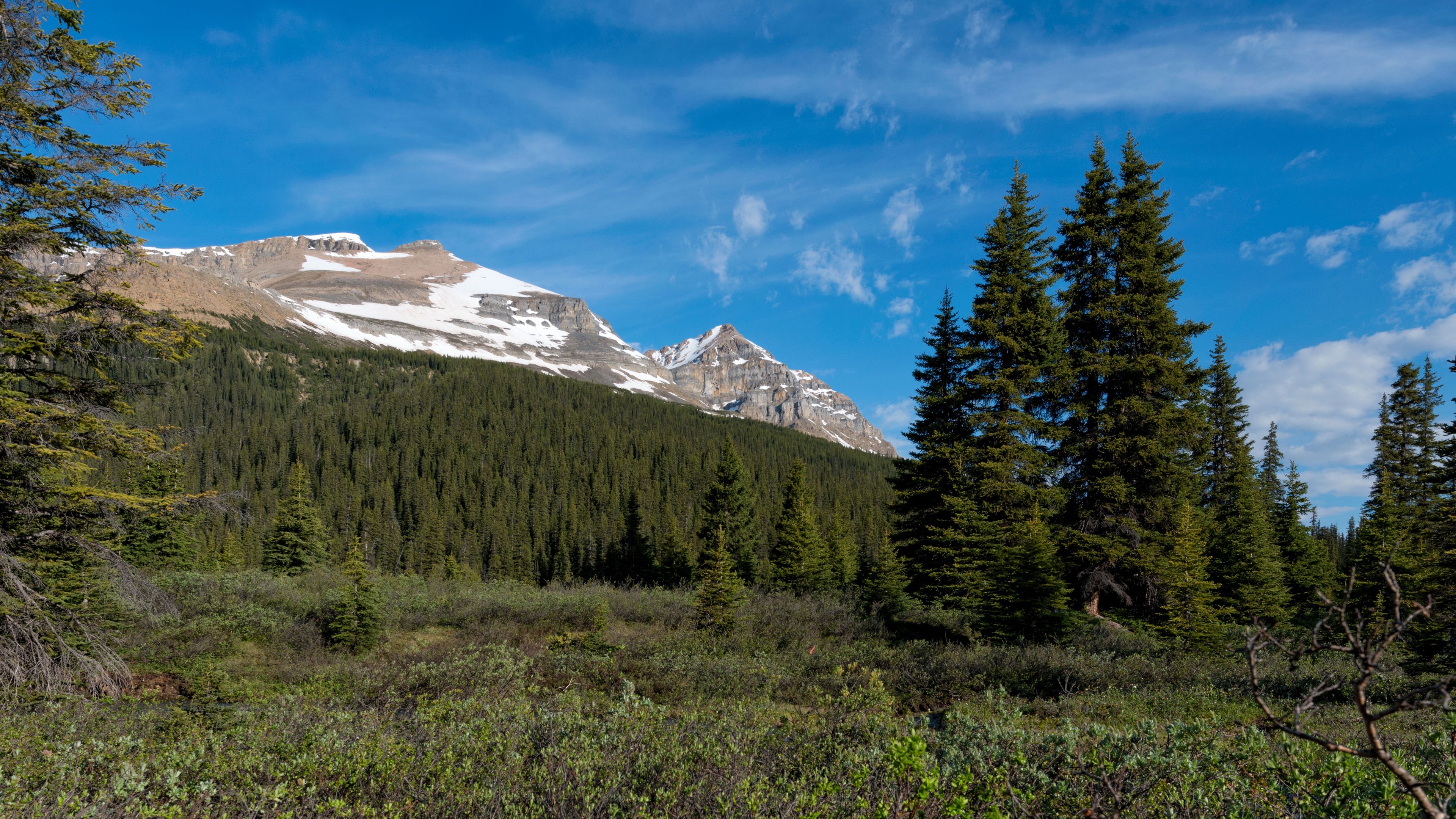 parks canada, mountain, forest, landscape, bushes, nature, 4k, HD Wallpaper