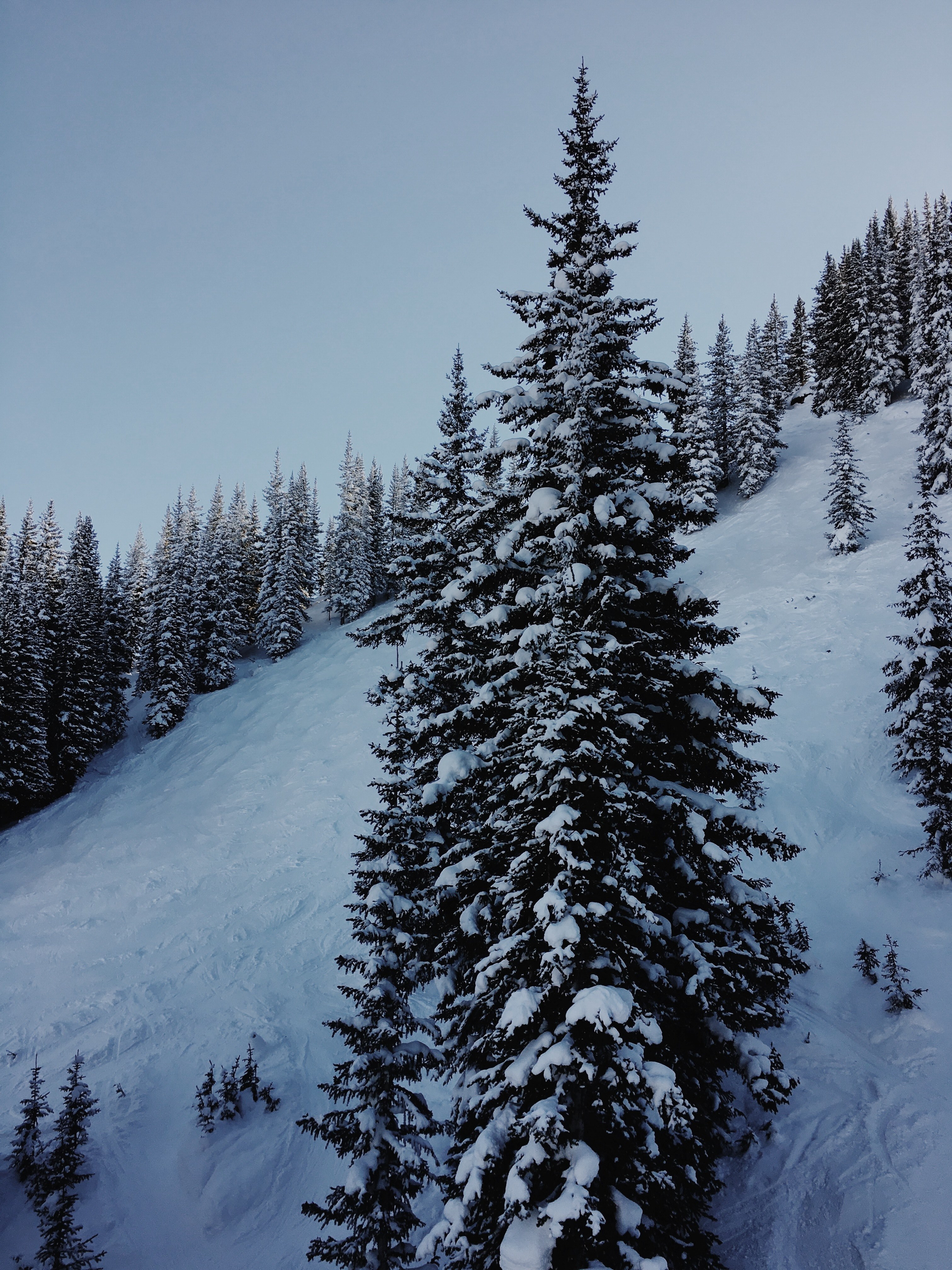 ski snowfall mountain and forest hd, 4k, Phone HD Wallpaper