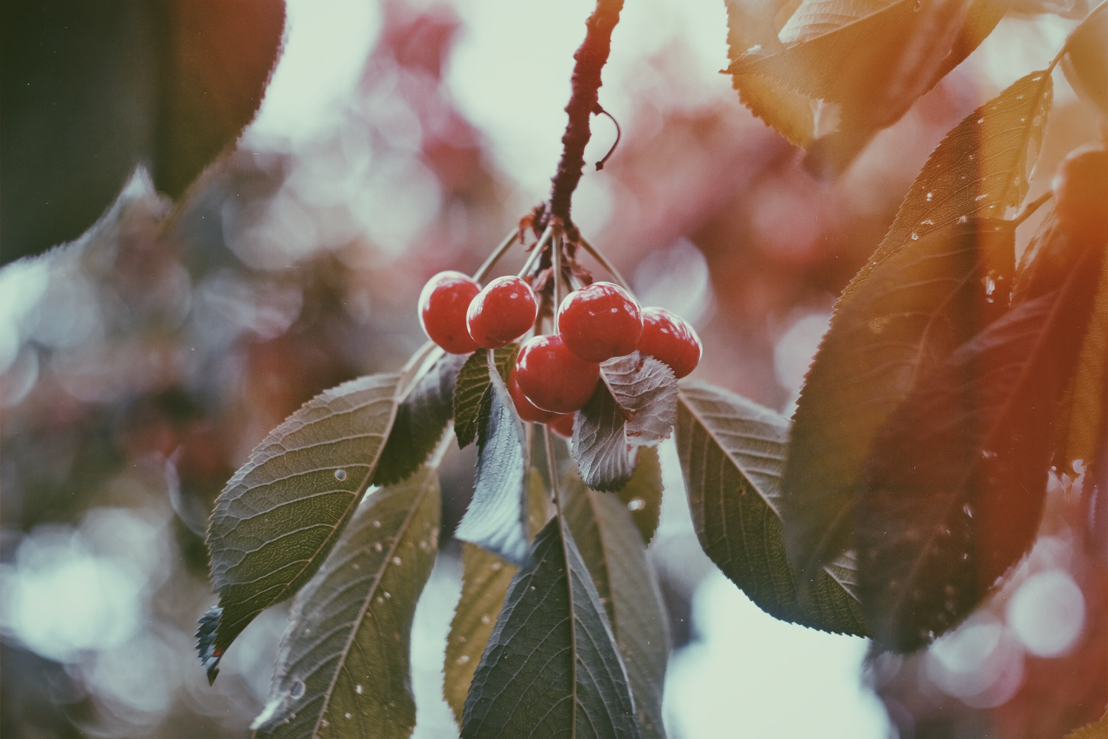wild red berries on a leafy branch in the winter, winter vibes 4k, HD Wallpaper