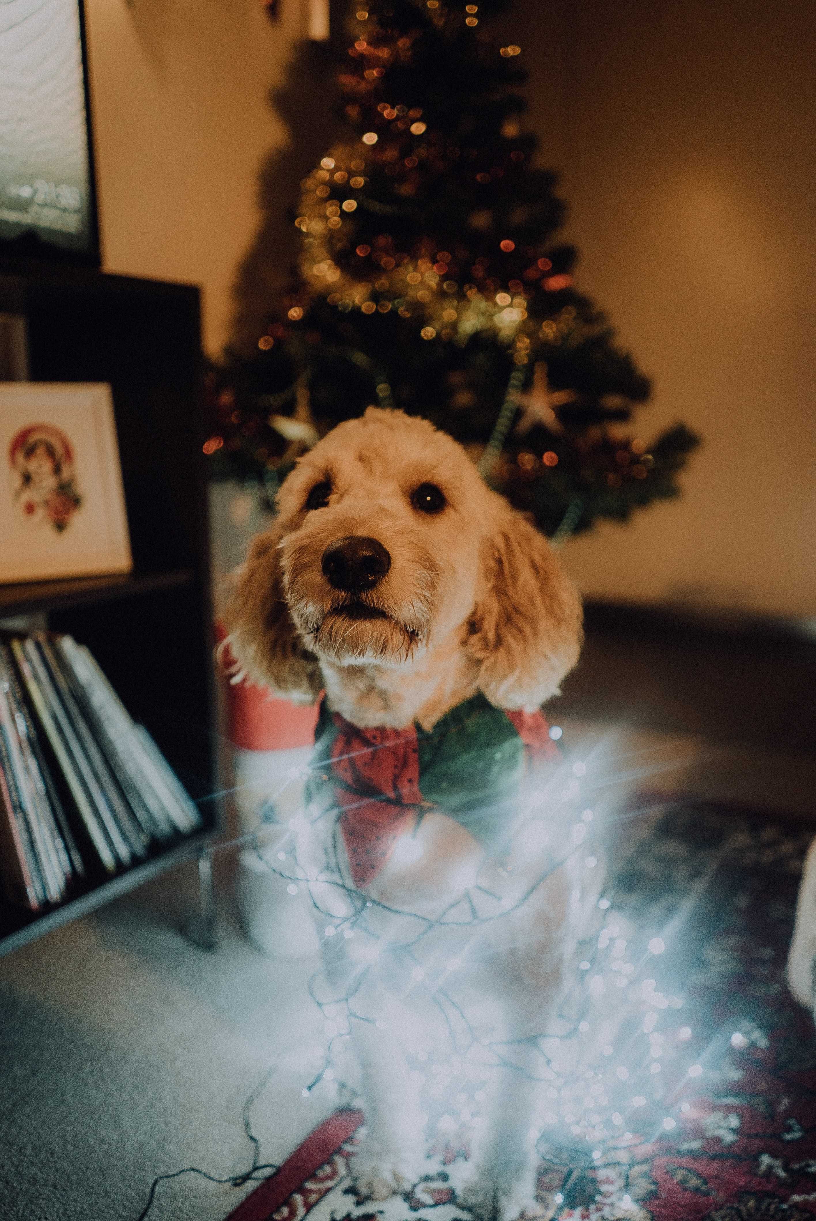 dog pet canine and animal hd, 4k, Phone HD Wallpaper
