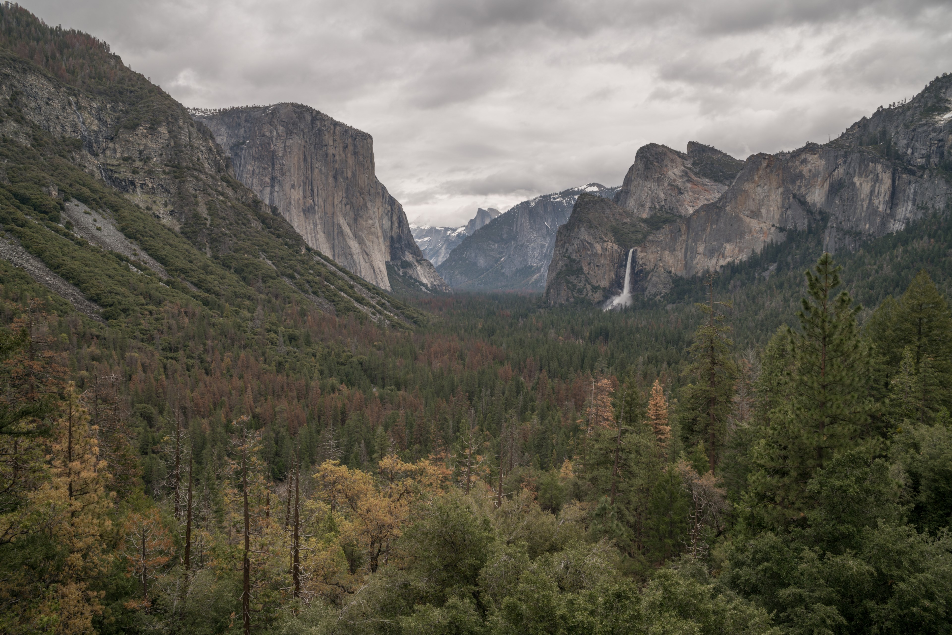 scenic mountainscape with lush green pine forest, tunnel view 4k, HD Wallpaper
