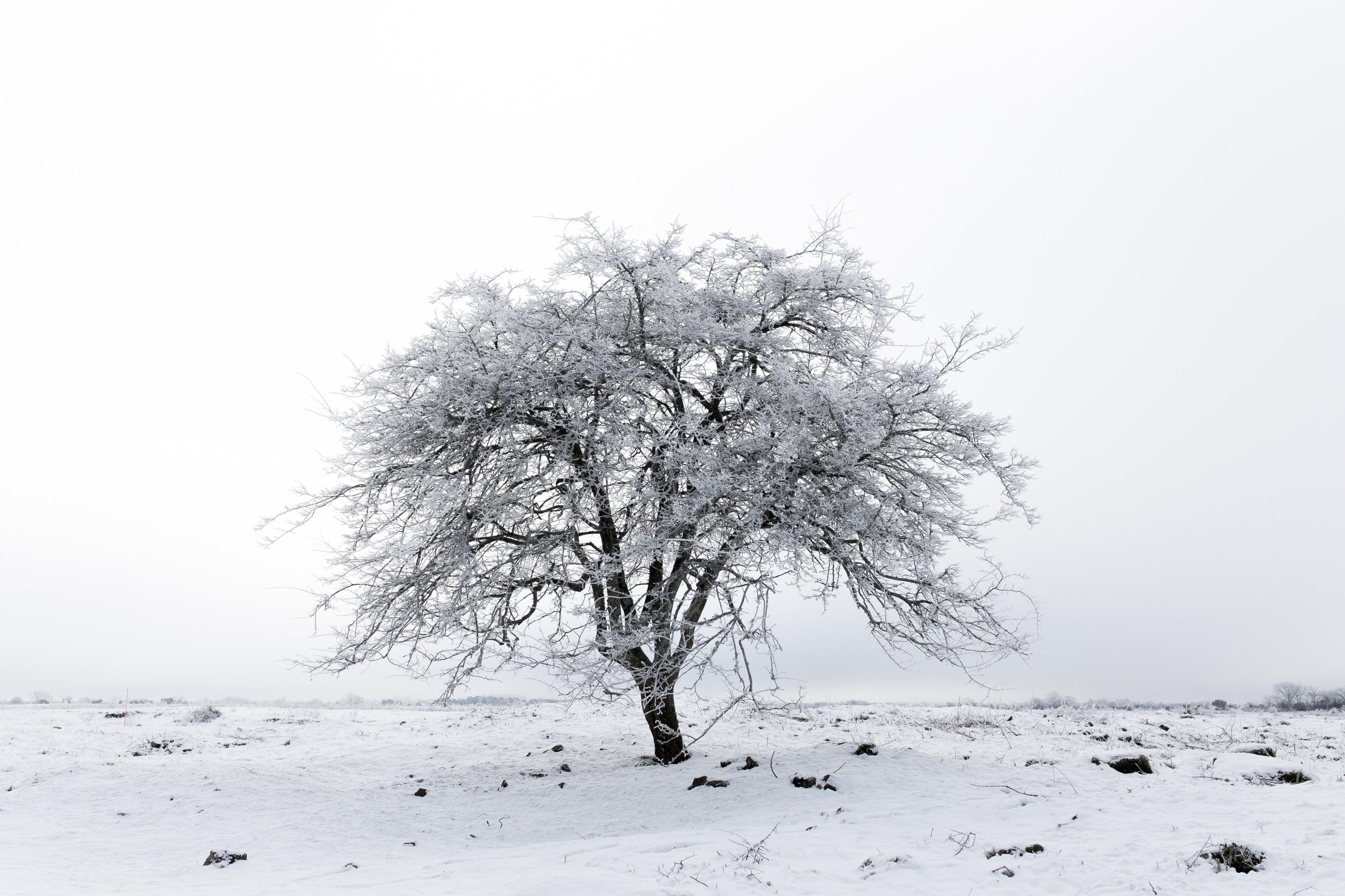 leaf snow backdrop and season 4k, HD Wallpaper