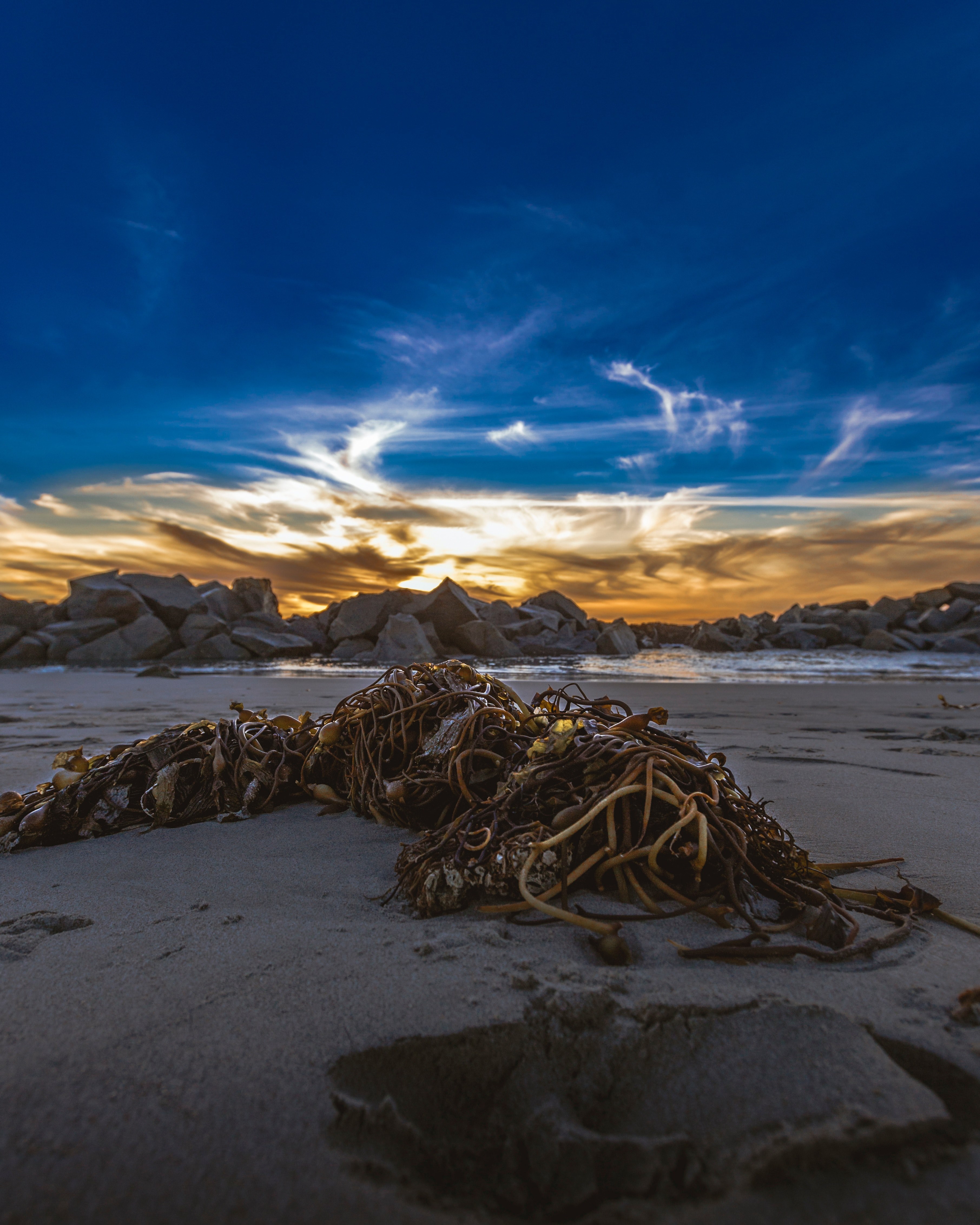 west coast seaweed ocean and beach hd, 4k, Phone HD Wallpaper