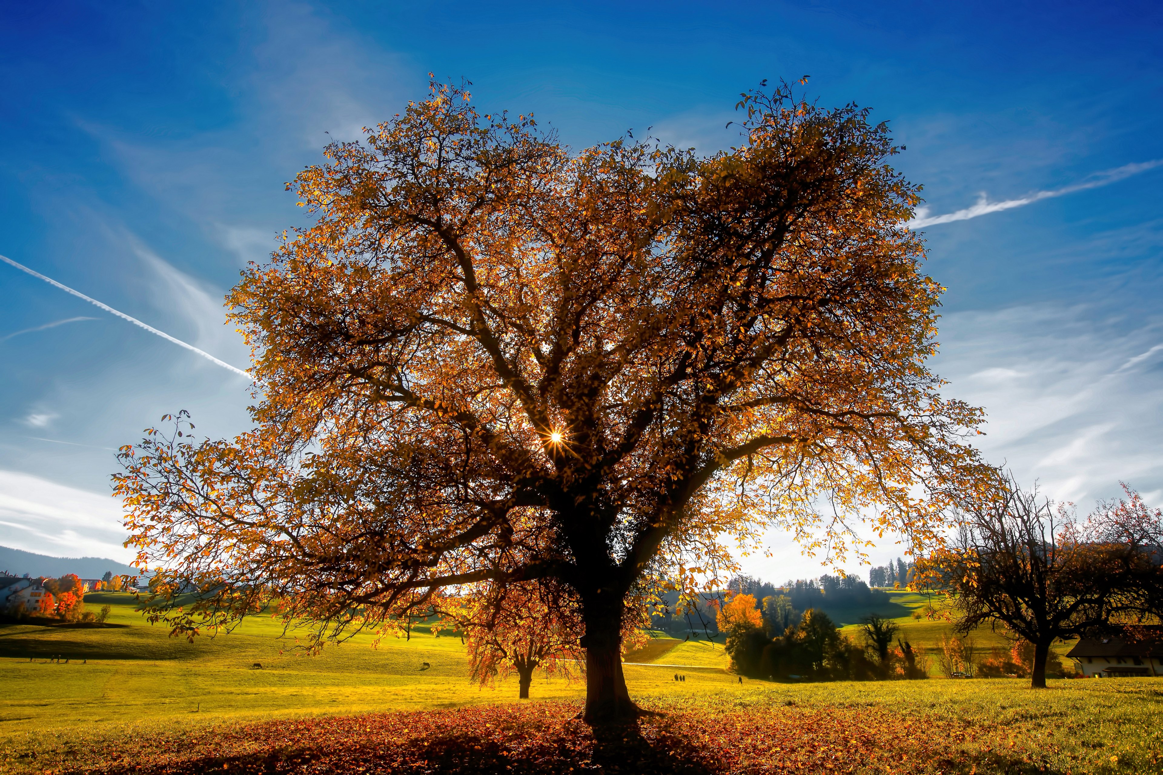 autumns tree 4k, HD Wallpaper