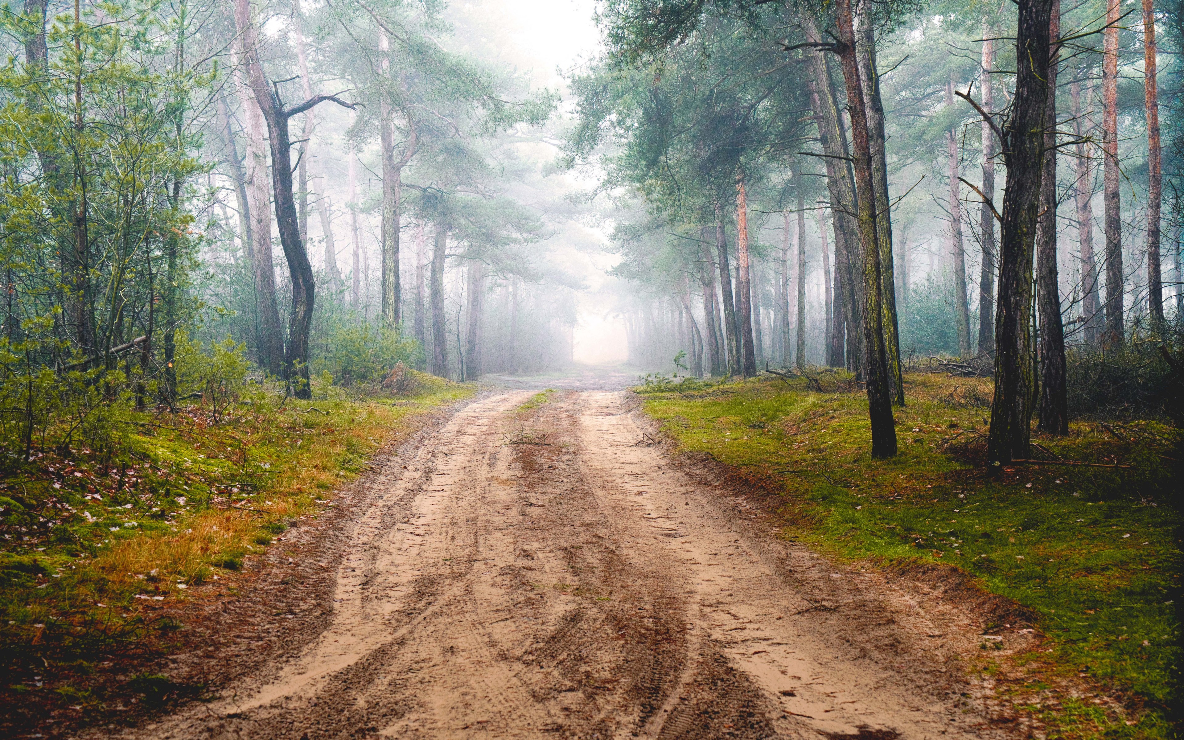 foggy forrest 4k, HD Wallpaper