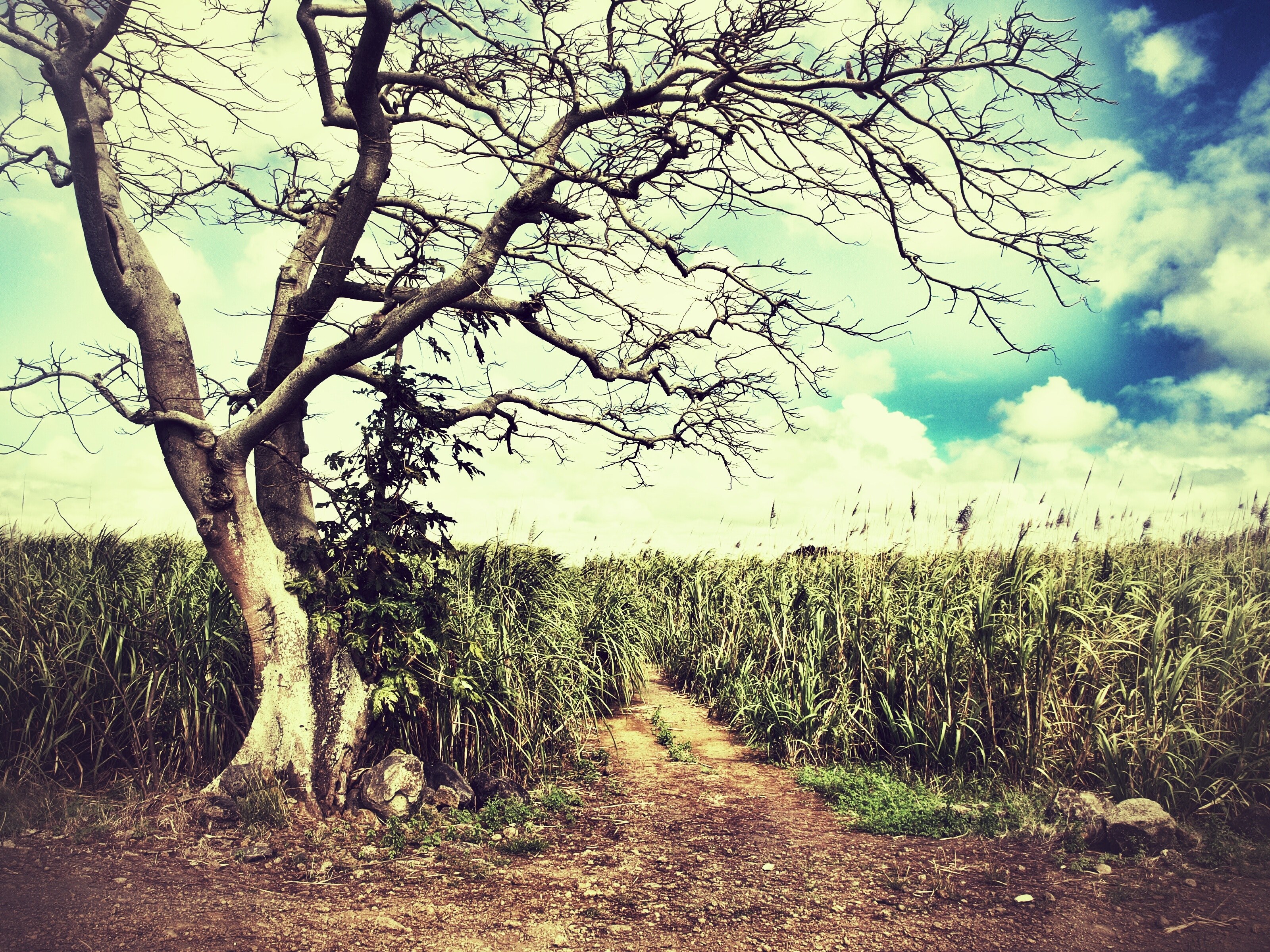 branch wood outdoor and tree 4k, HD Wallpaper
