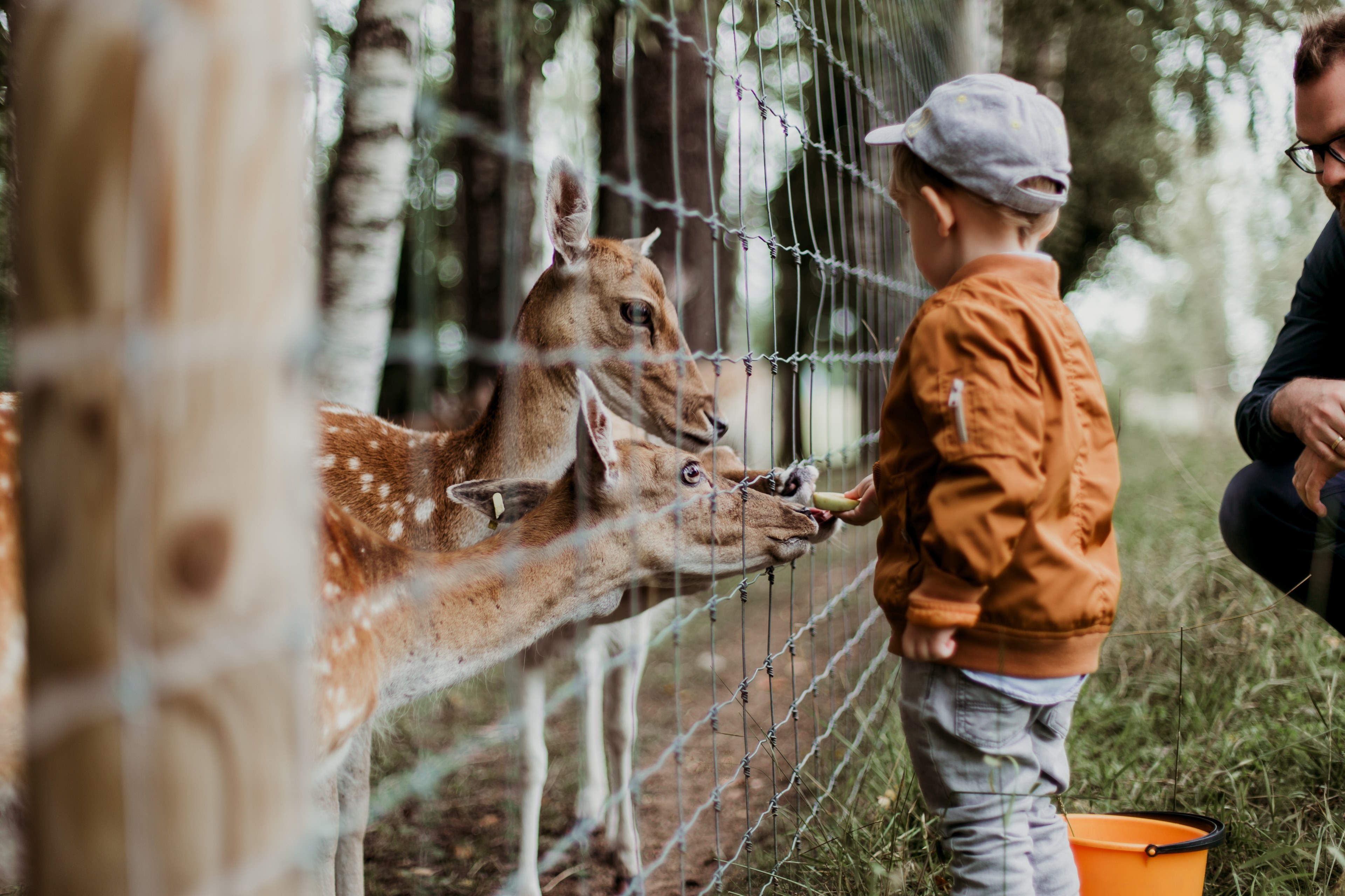 a boy feeding deer through a fence, _boy feeding deer 4k, HD Wallpaper