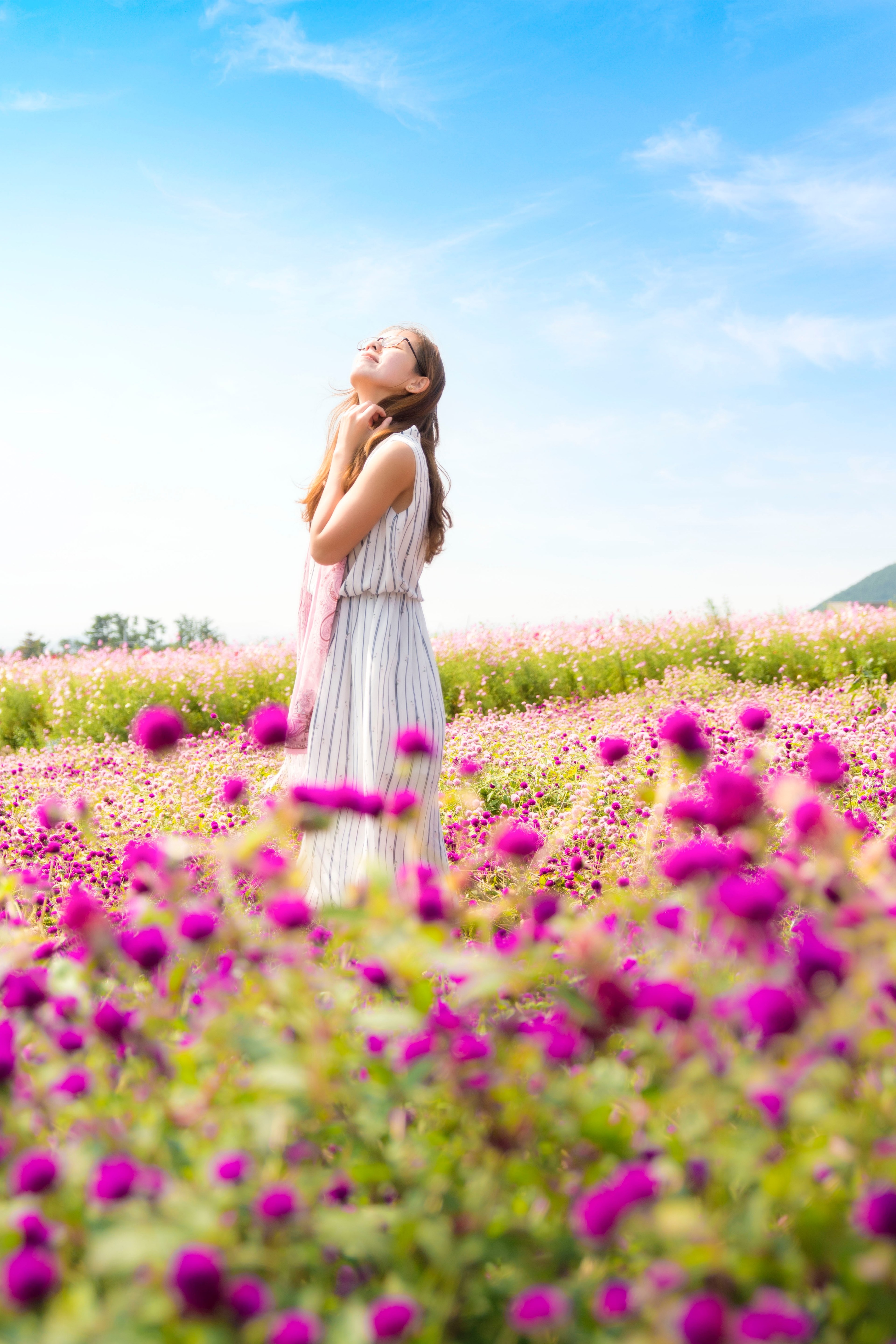 field flowers sunny and sunshine hd, 4k, Phone HD Wallpaper