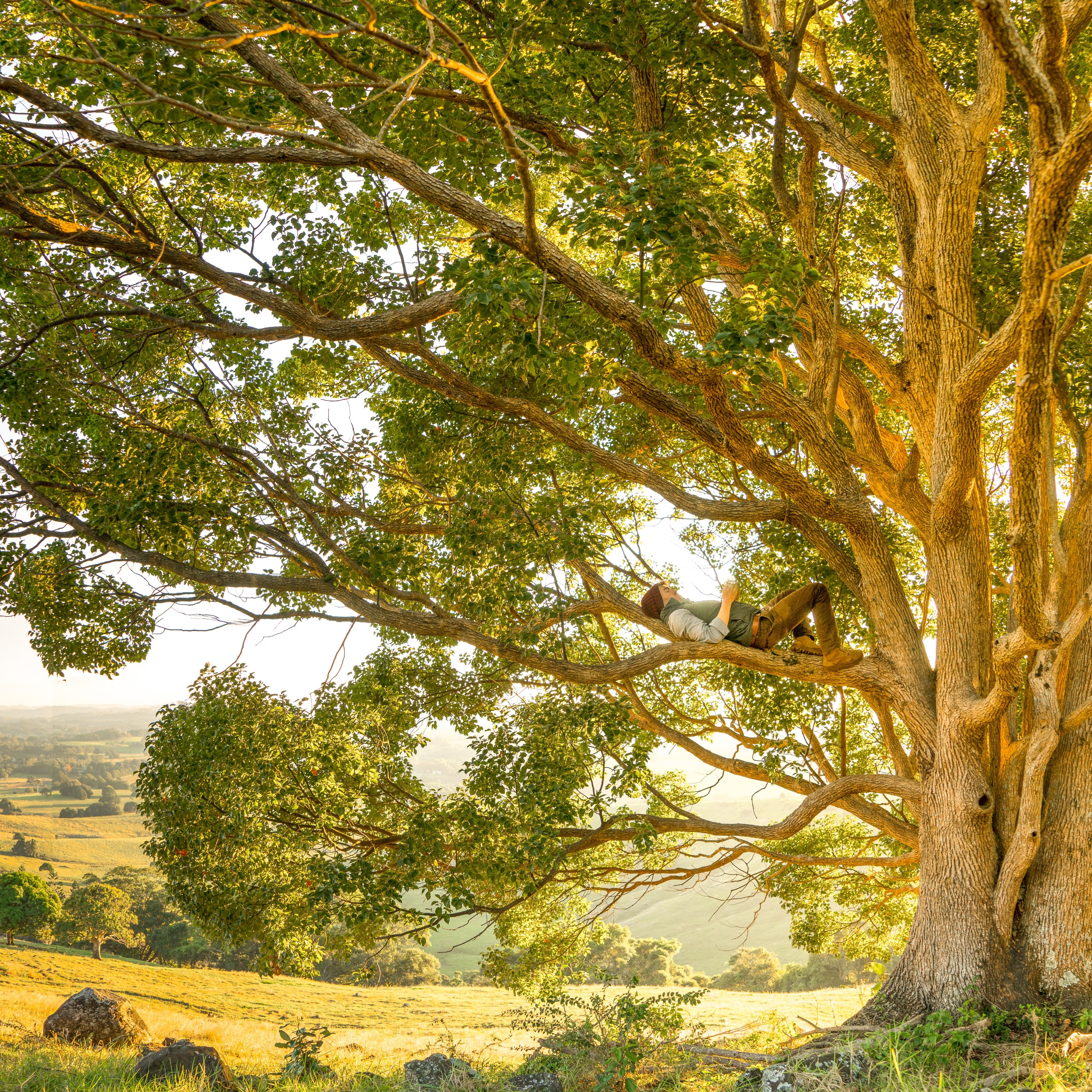 man lying down on the grass under a tree relaxing in the countryside in byron bay, man relaxing under tree 4k, Phone HD Wallpaper