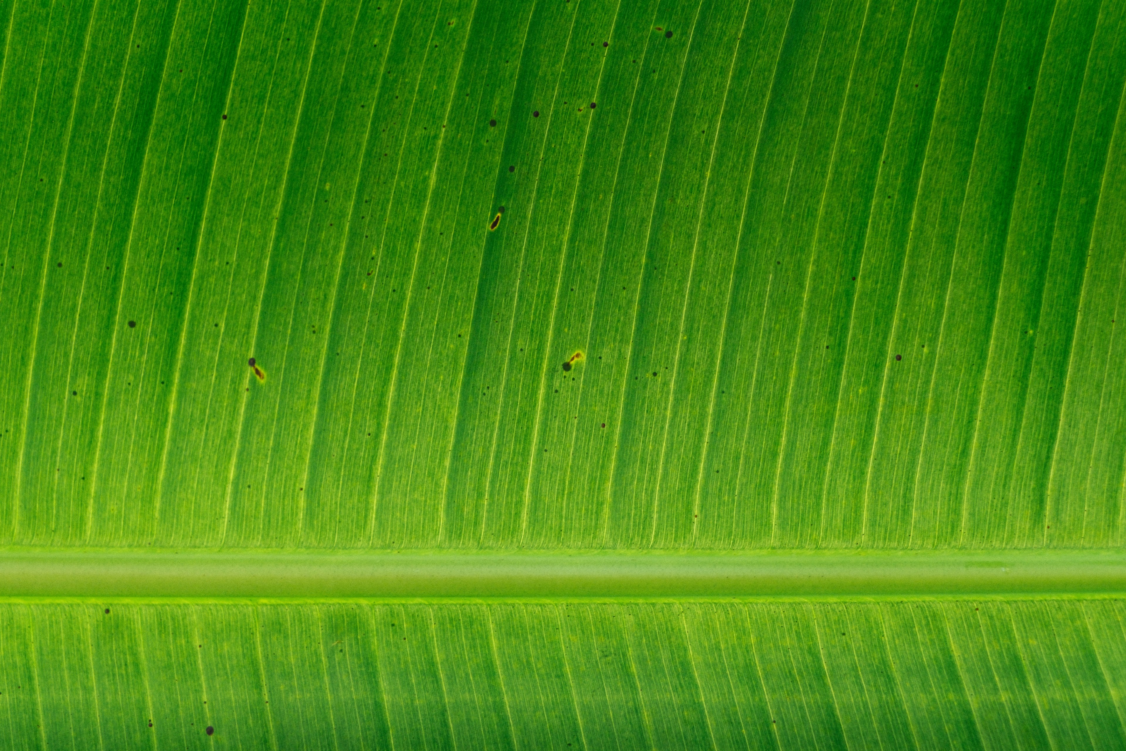 leaf green tropical and vacation 4k, HD Wallpaper