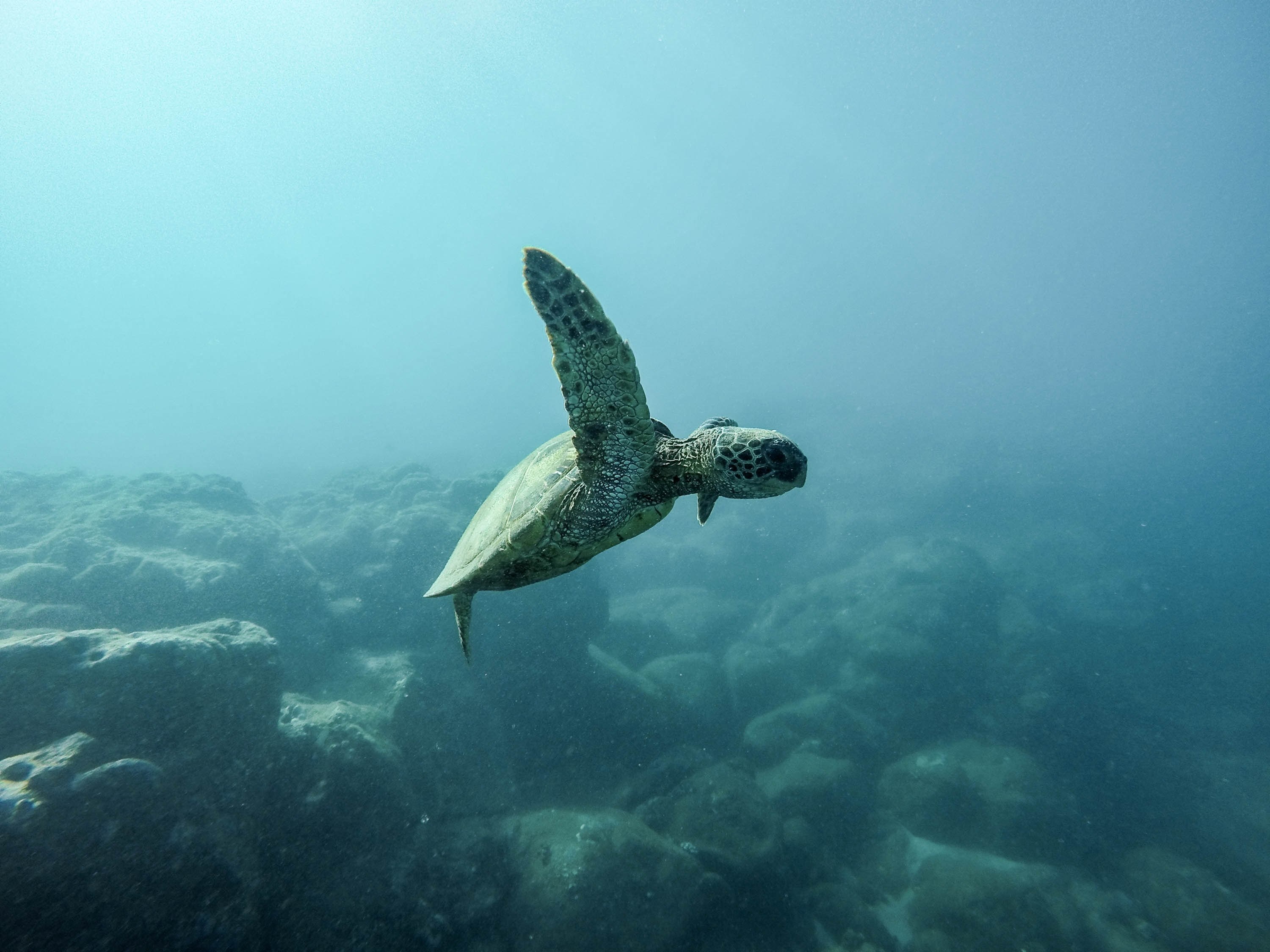 ocean turtle underwater and swim 4k, HD Wallpaper