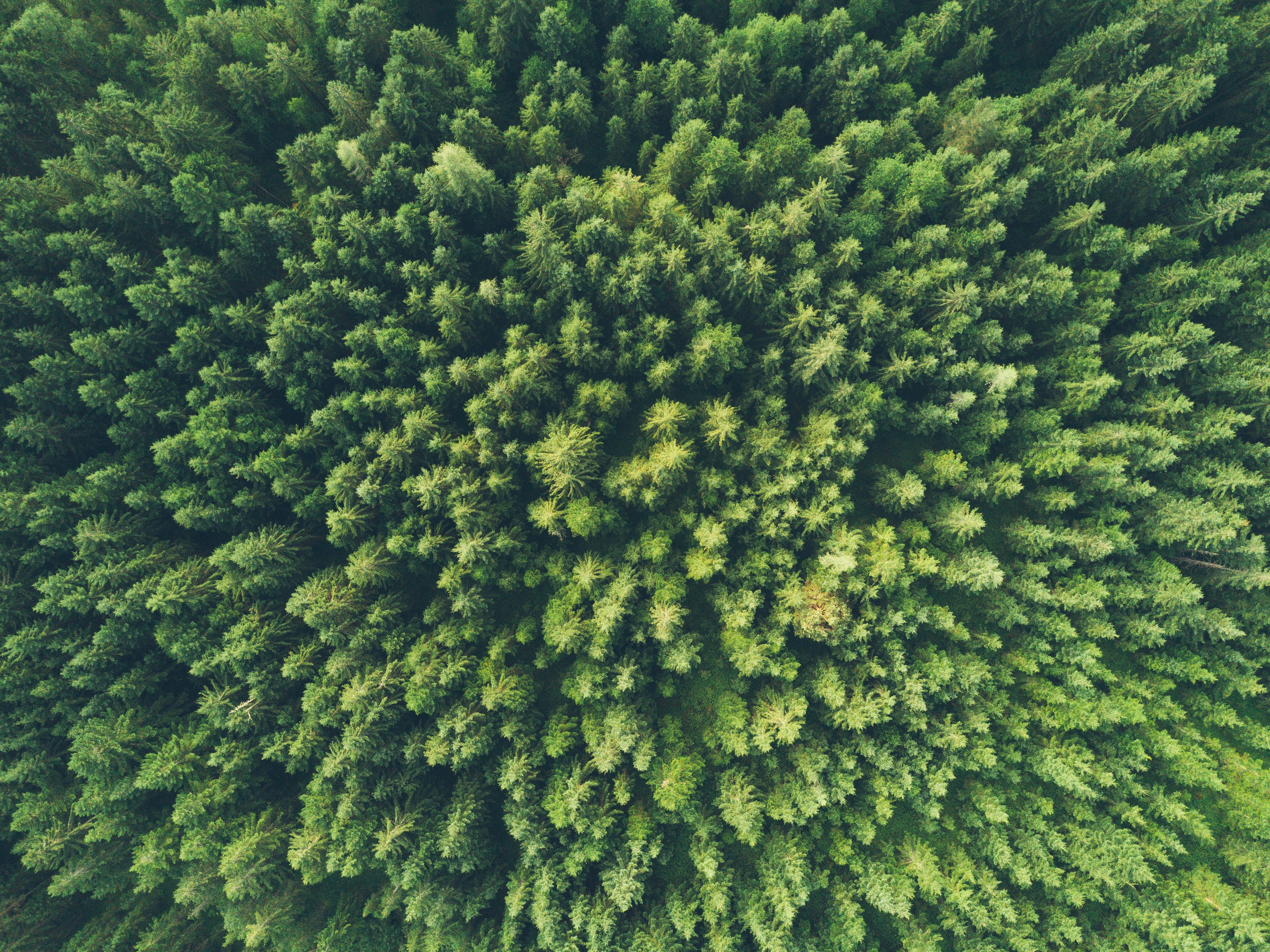 a drone shot of green woods in sankt martin am tennengebirge, aerial view of a green forest 4k, HD Wallpaper