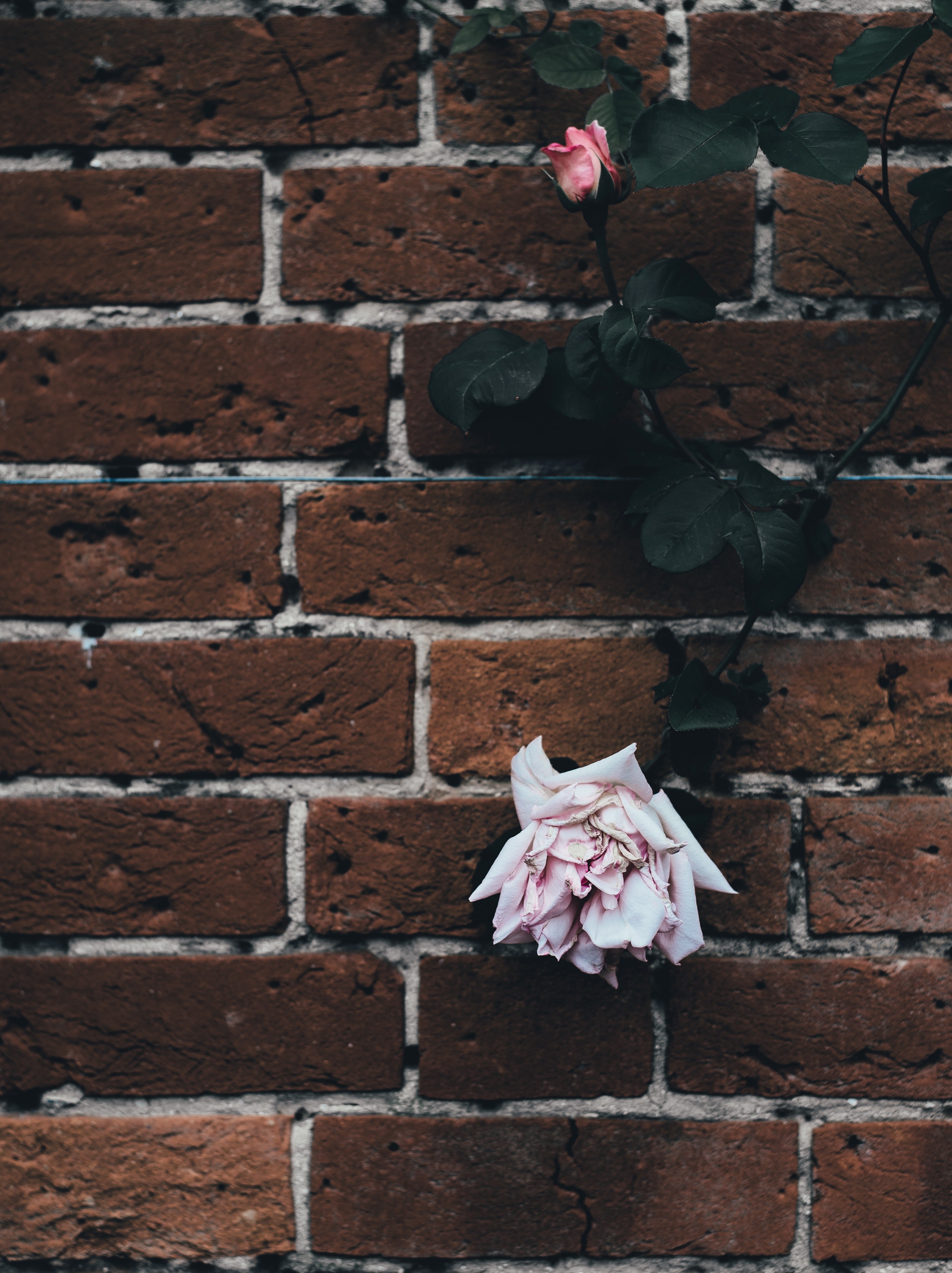 a climbing rose with pink flowers on a brick wall, pink flowers on a brick wall 4k, Phone HD Wallpaper
