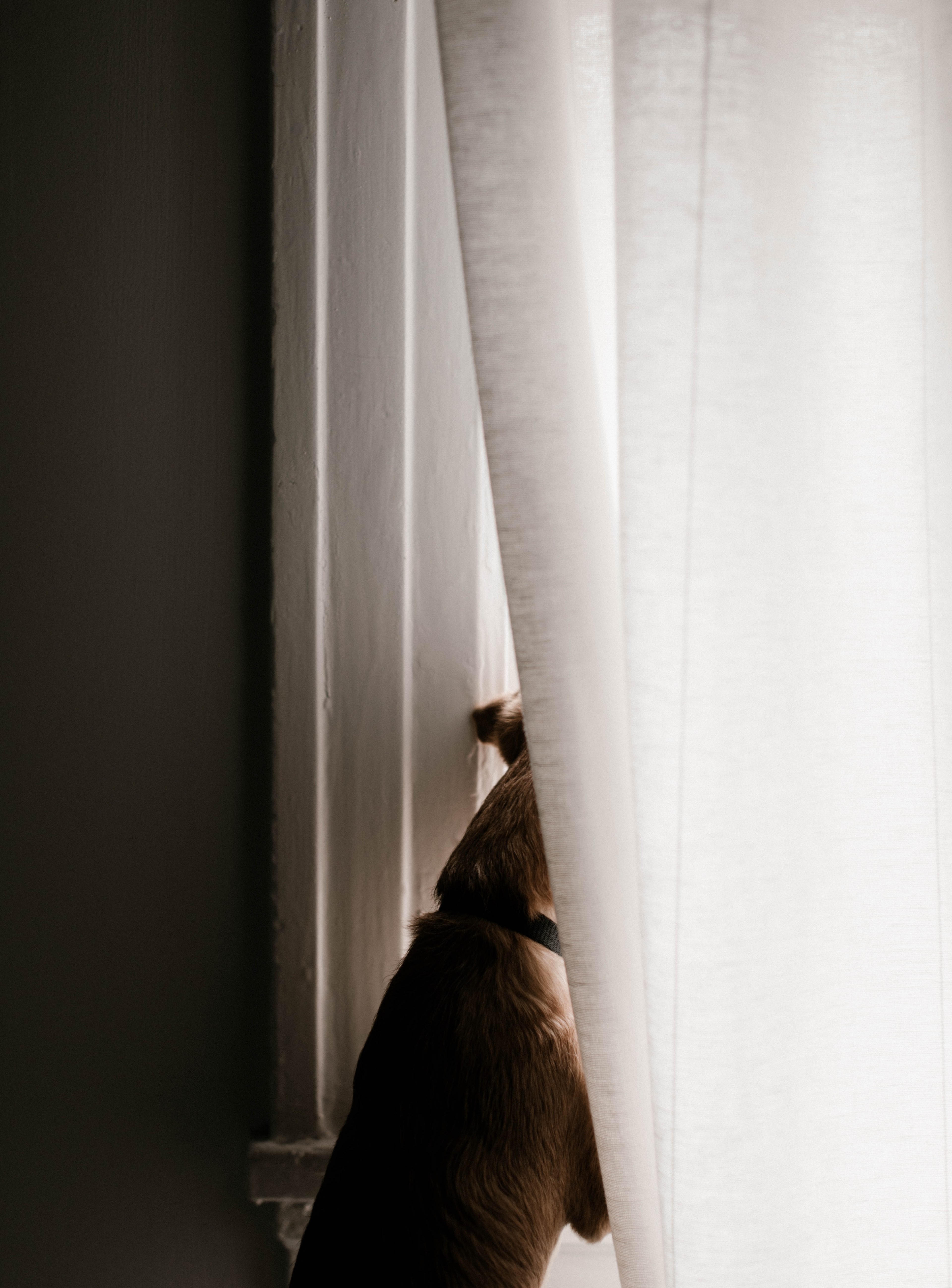 window curtain pet and dog hd, 4k, Phone HD Wallpaper