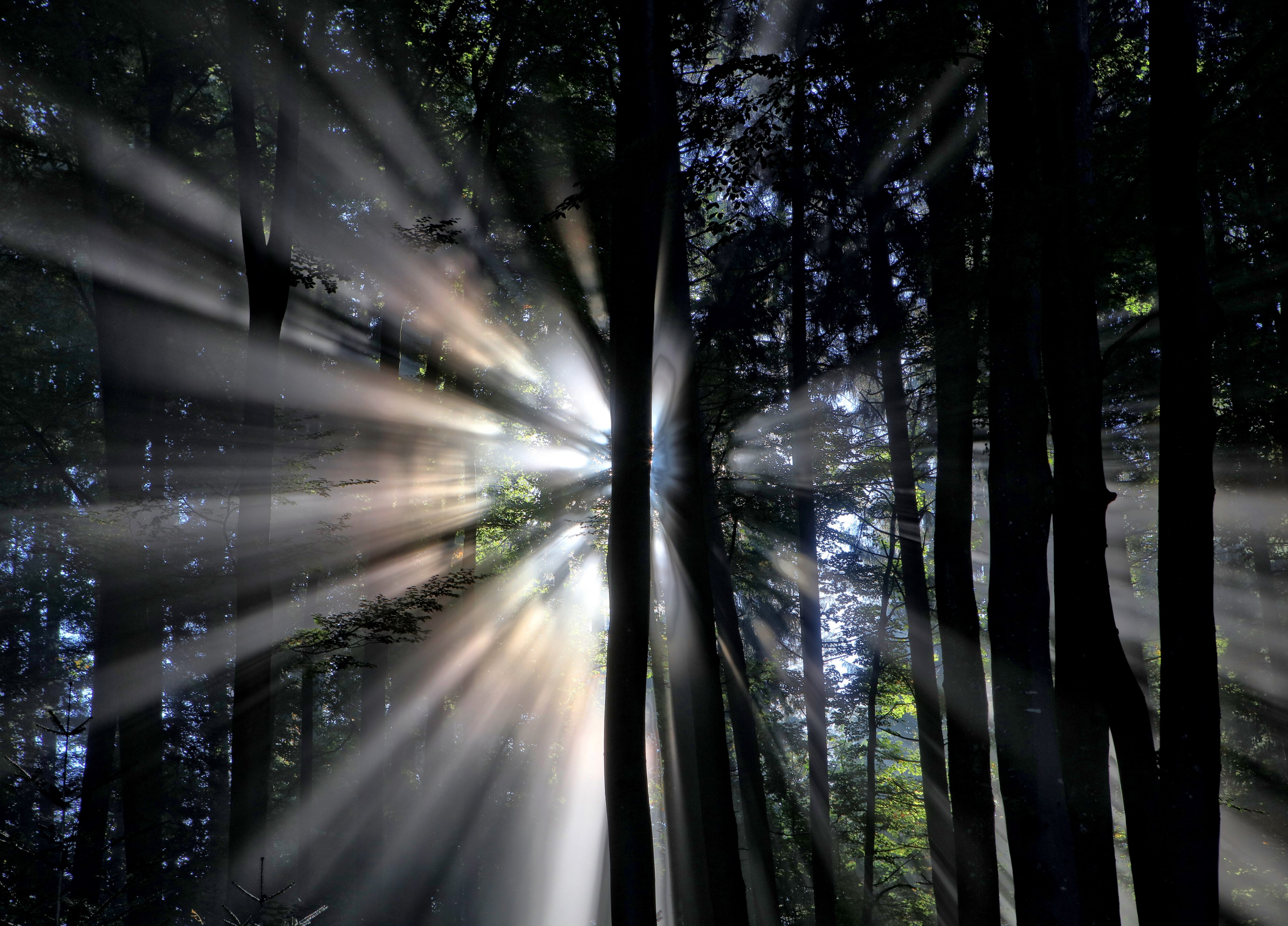sunrays shining through the trees in a forest in hirzel, sunrays through the trees 4k, HD Wallpaper