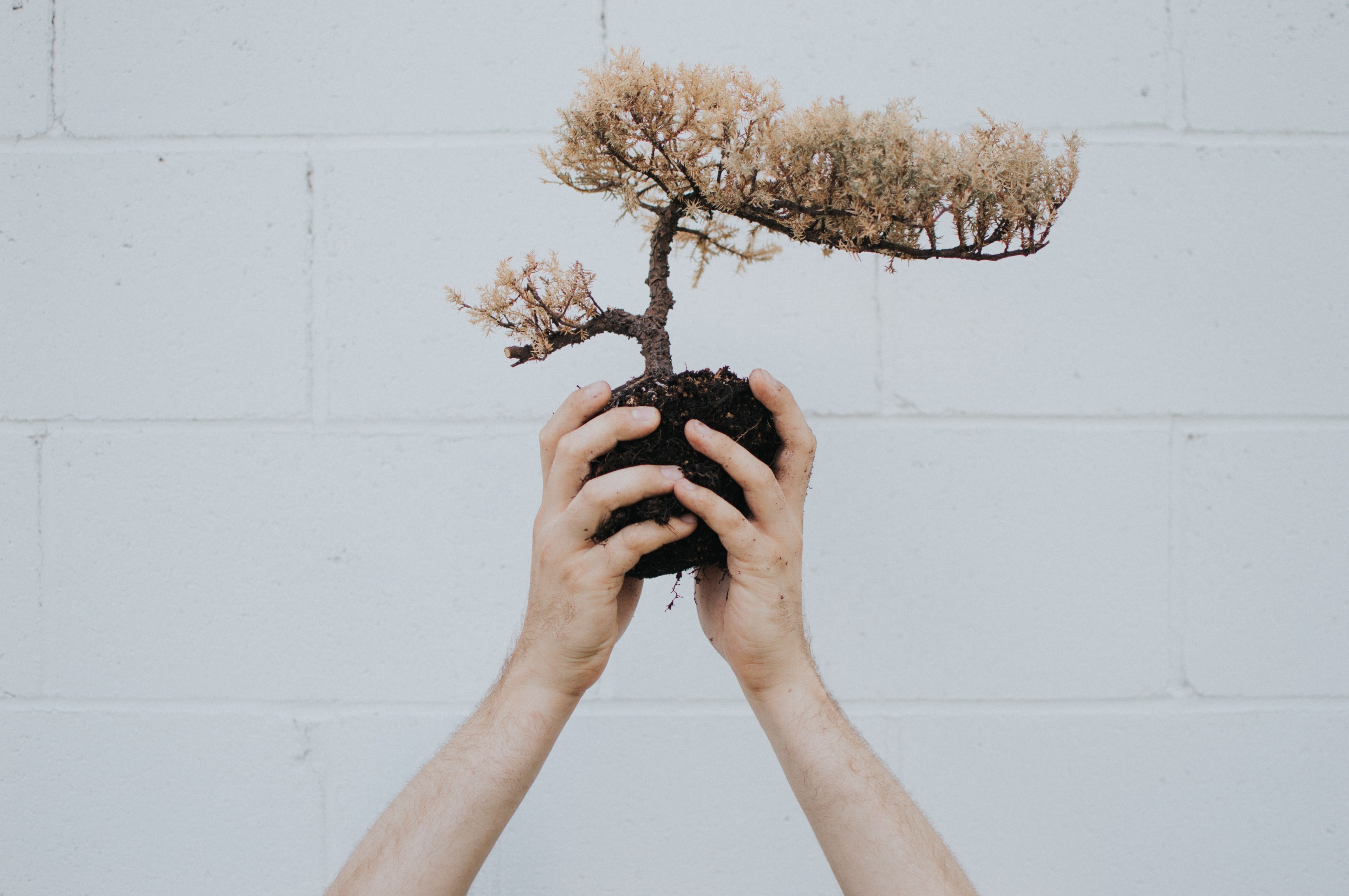 a pair of hands is holding a bonsai plant by the roots, _hands bonsai soil 4k, HD Wallpaper