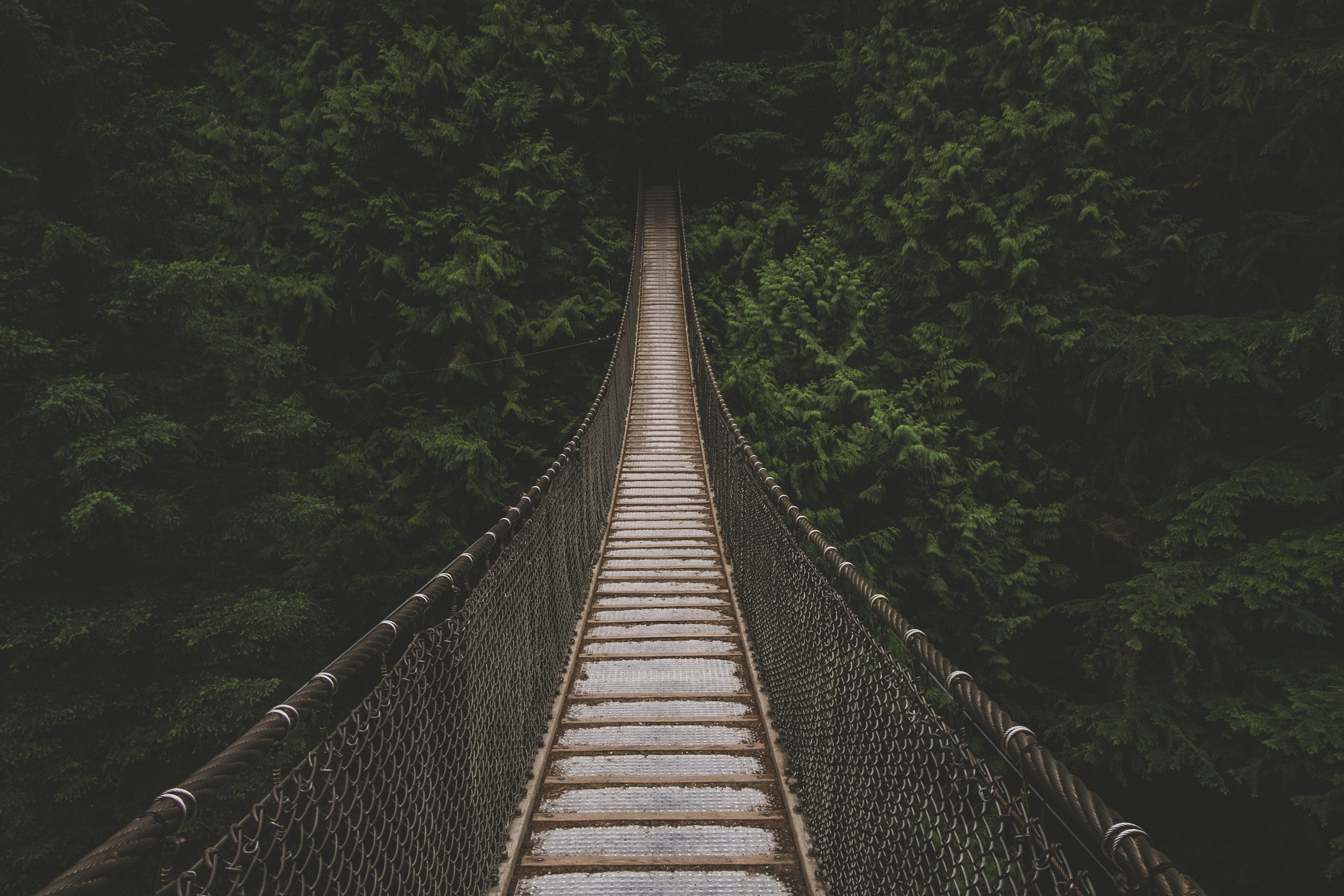 an empty suspension bridge leading to a dense forest, bridge into a green thicket 4k, HD Wallpaper