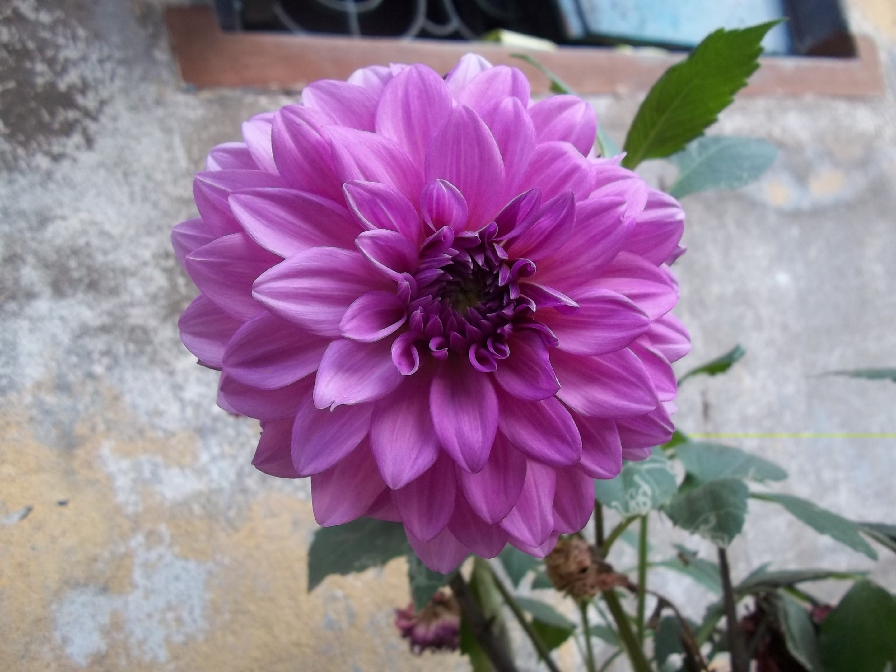 purple flower 4k, HD Wallpaper
