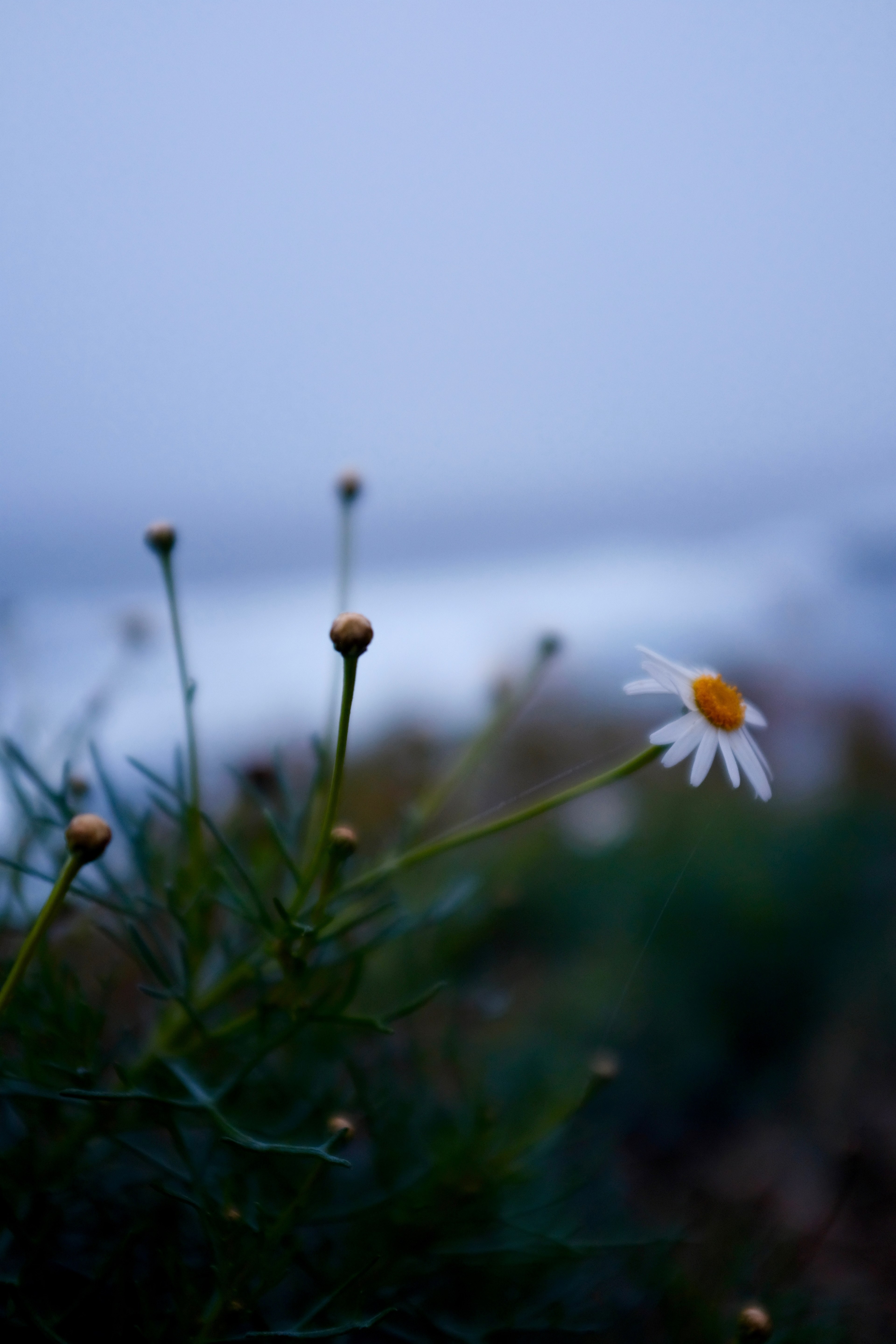 reaching flower 4k, Phone HD Wallpaper