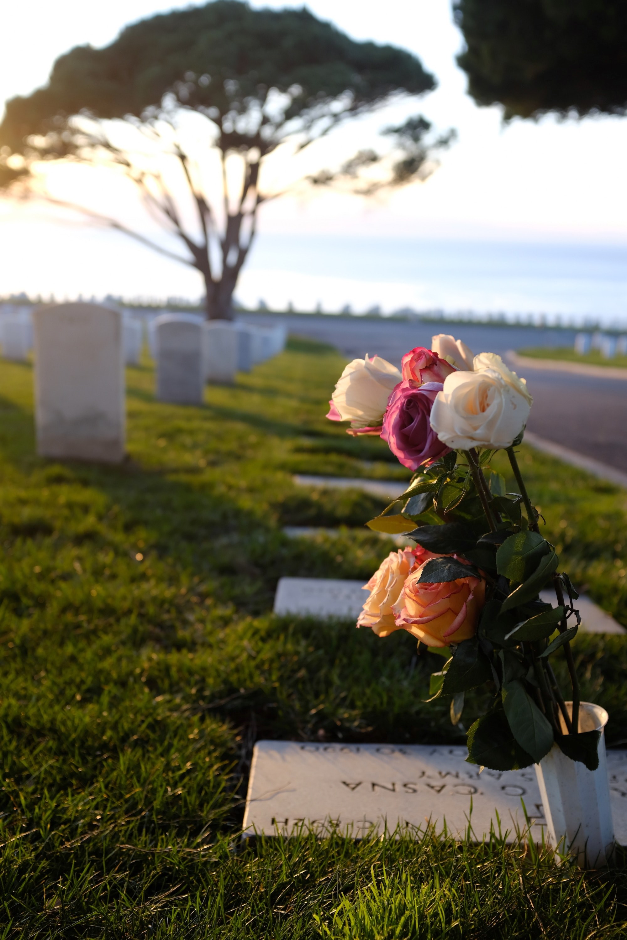 roses at a cemetery 4k, Phone HD Wallpaper
