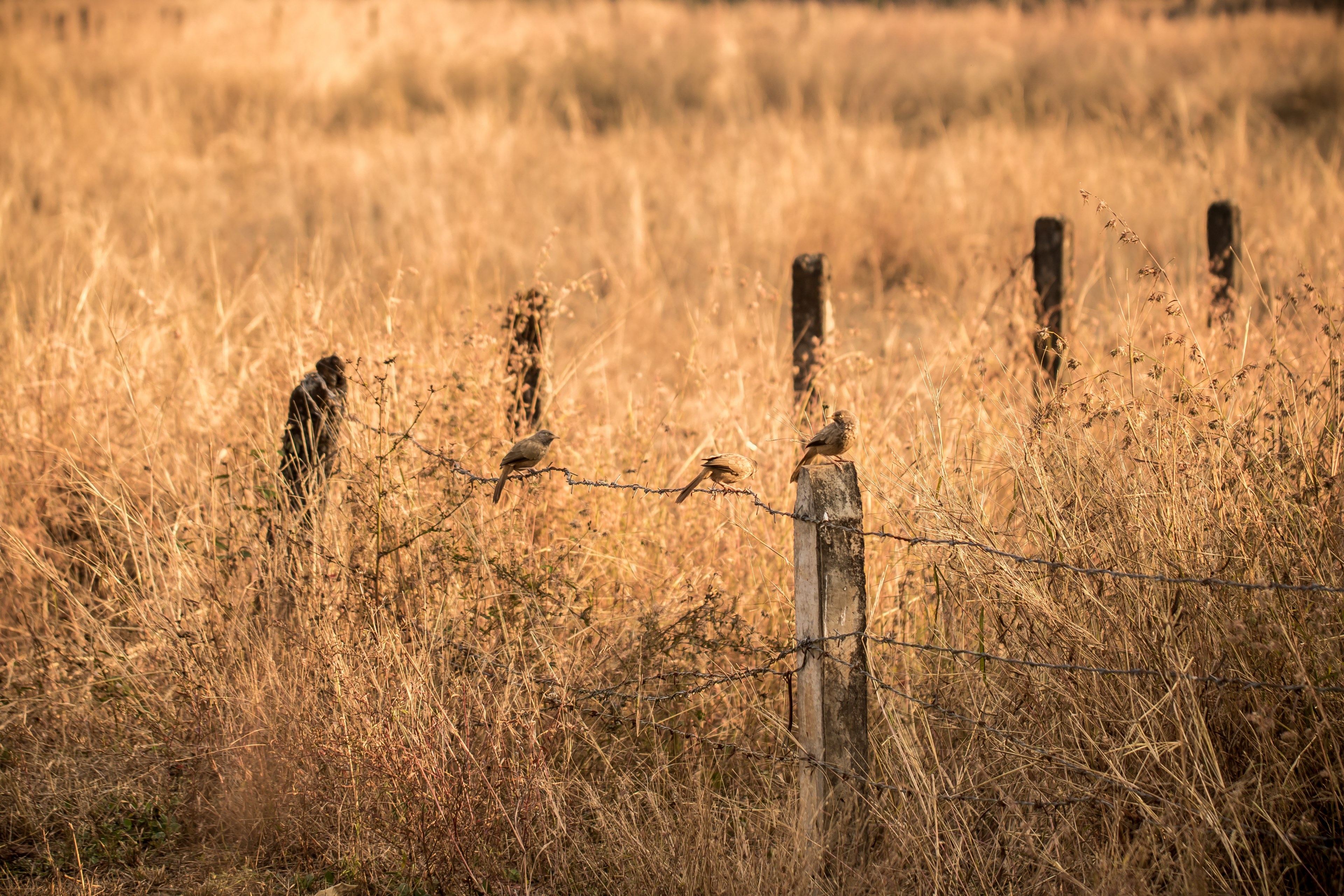 grass field fence and bird 4k, HD Wallpaper