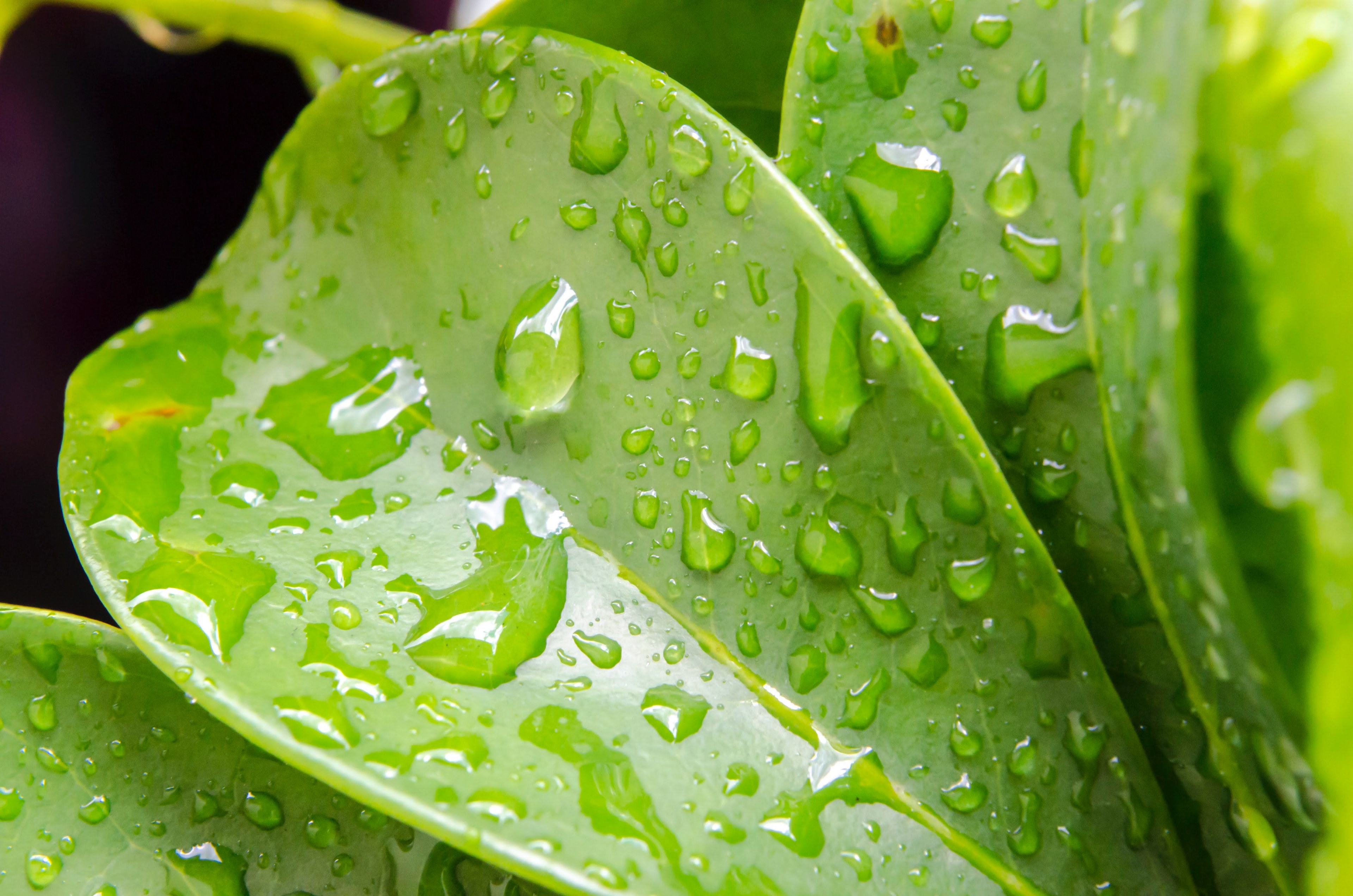 raindrops on leaf 4k, HD Wallpaper