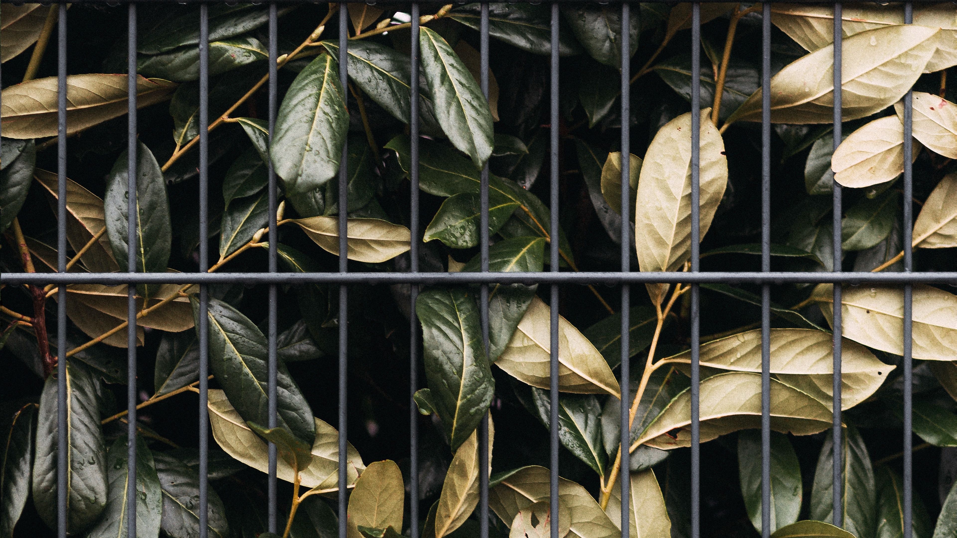 leaves, bushes, lattice, 4k, HD Wallpaper