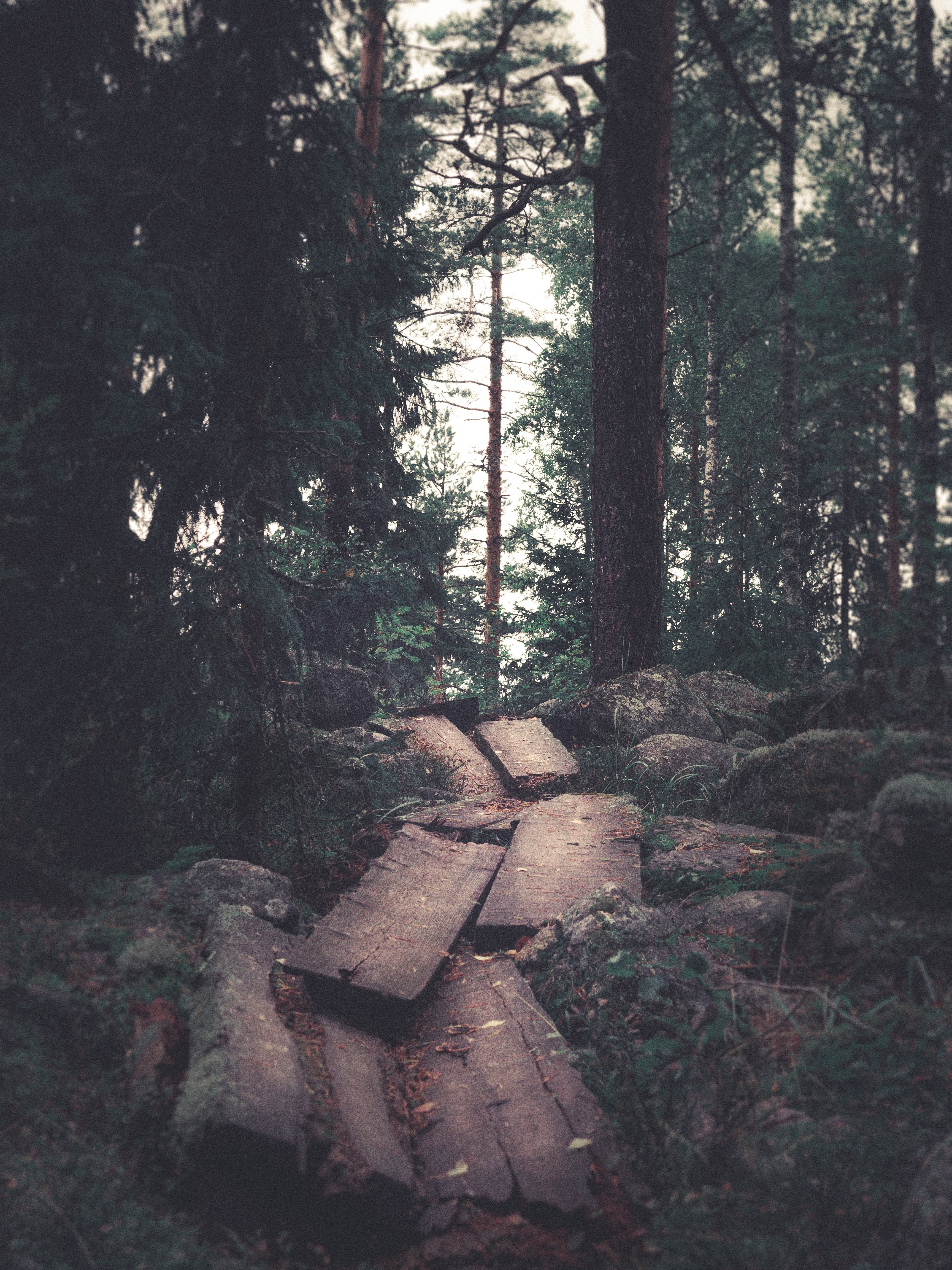 broken walking trail in the middle of the forest 4k, Phone HD Wallpaper