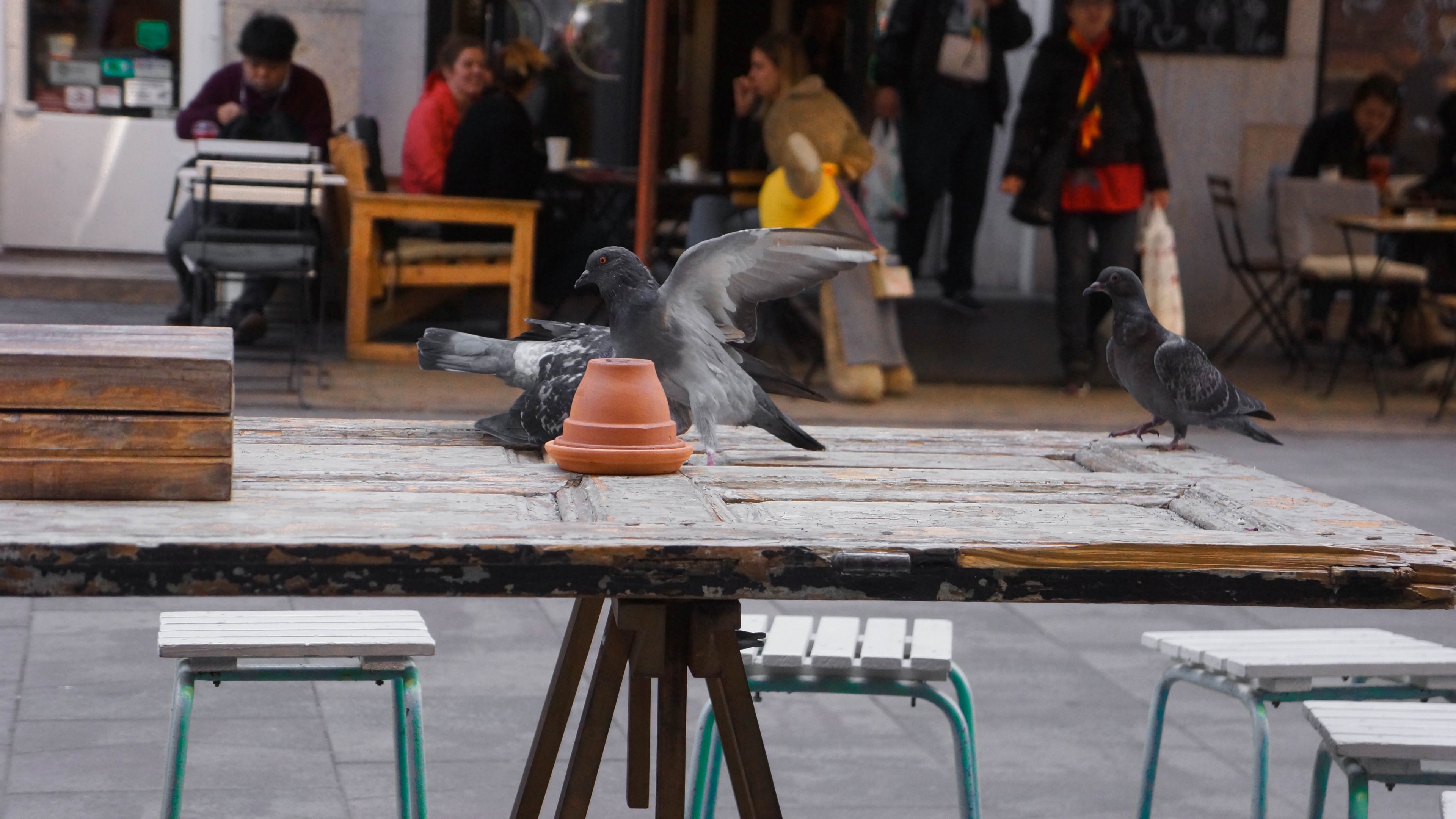 pigeons fighting in budapest 4k, HD Wallpaper