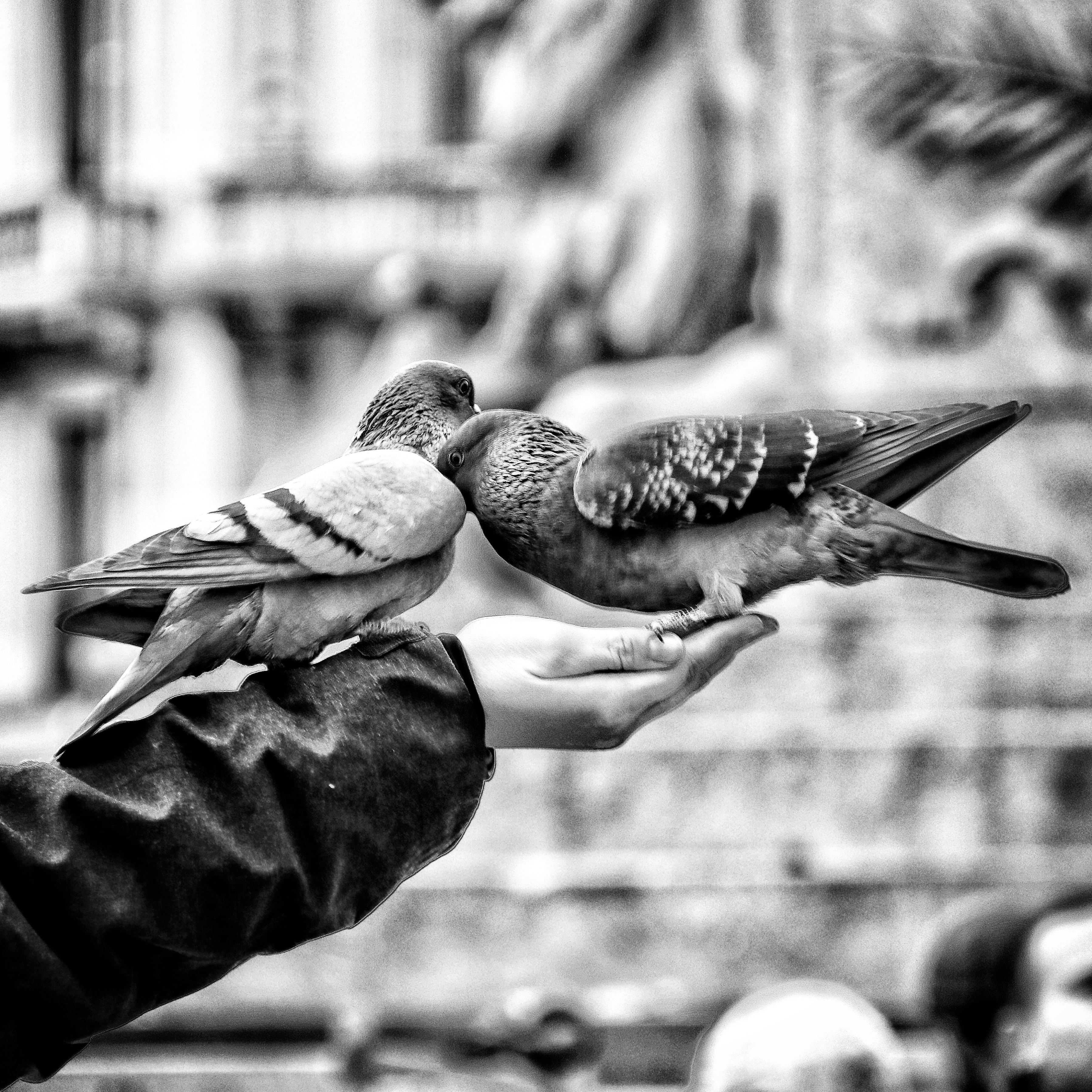 bird pigeon hand and feeding 4k, HD Wallpaper