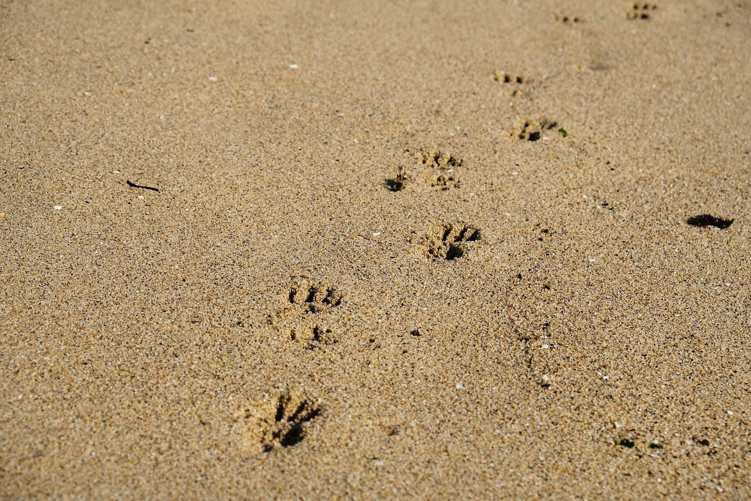 footprint beach sand and paw 4k, HD Wallpaper