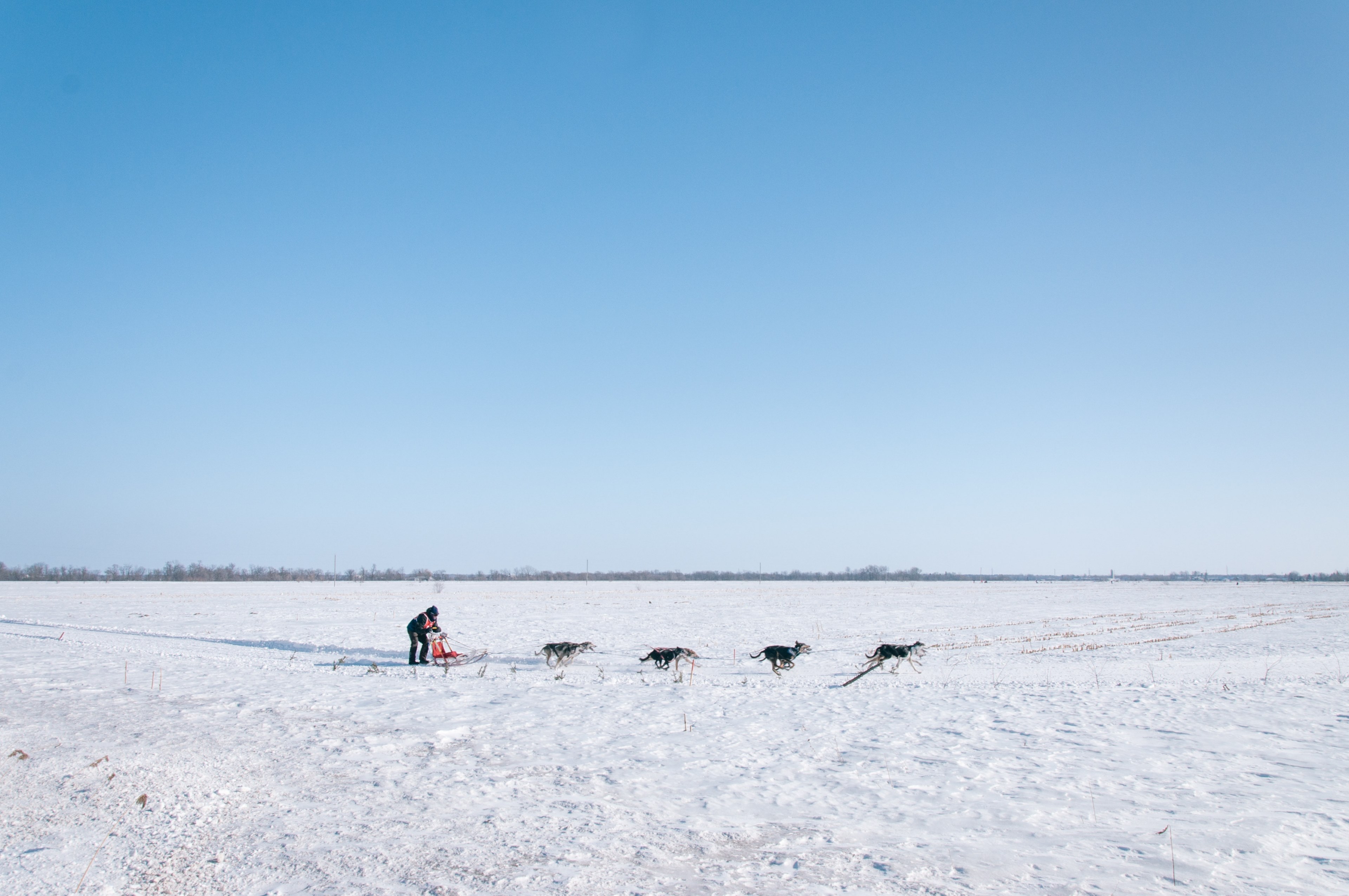 dog sledding in the winter on a snow covered field, dog sledding in field 4k, HD Wallpaper