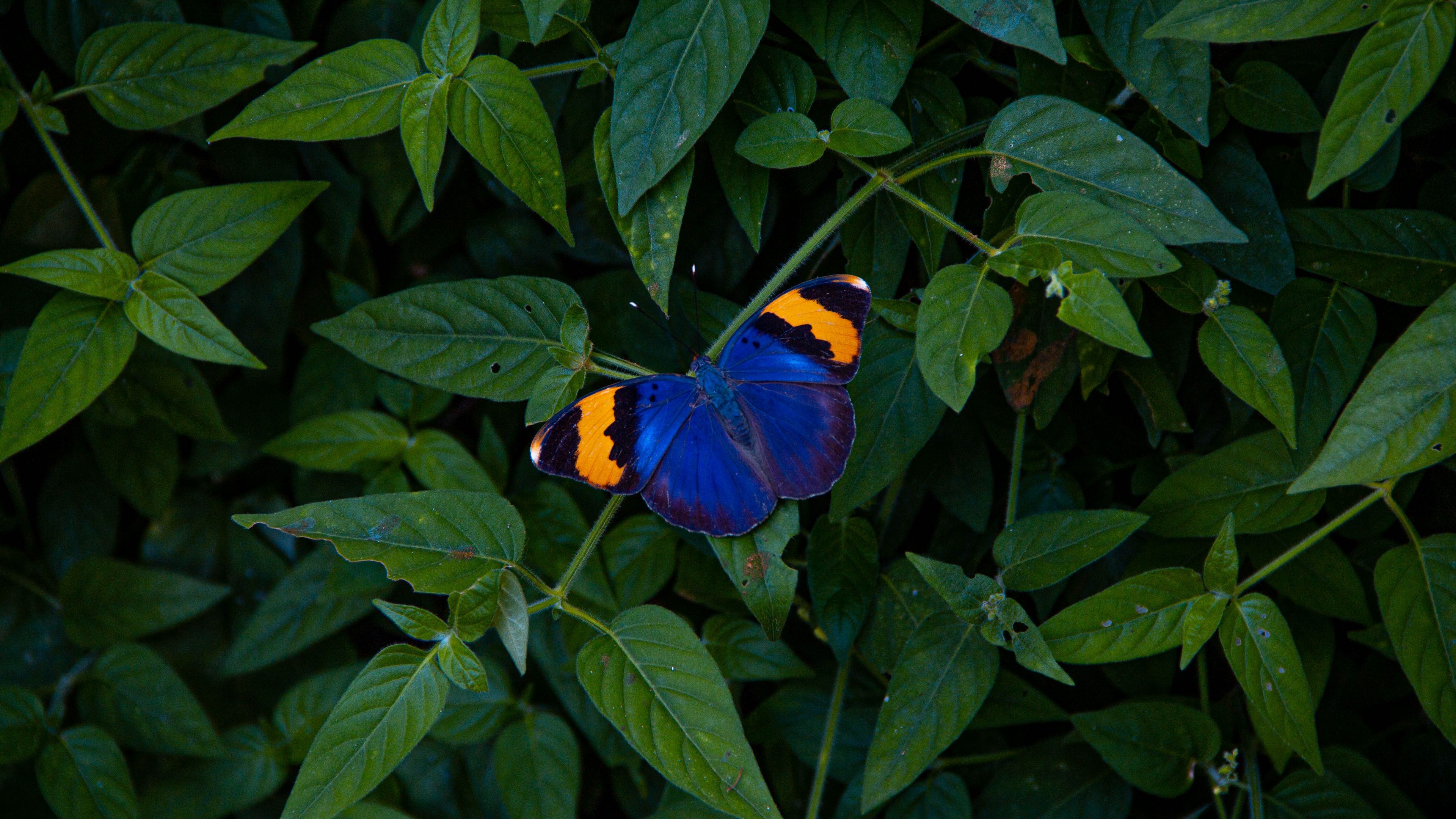 butterfly, wings, colorful, leaves, 4k, HD Wallpaper