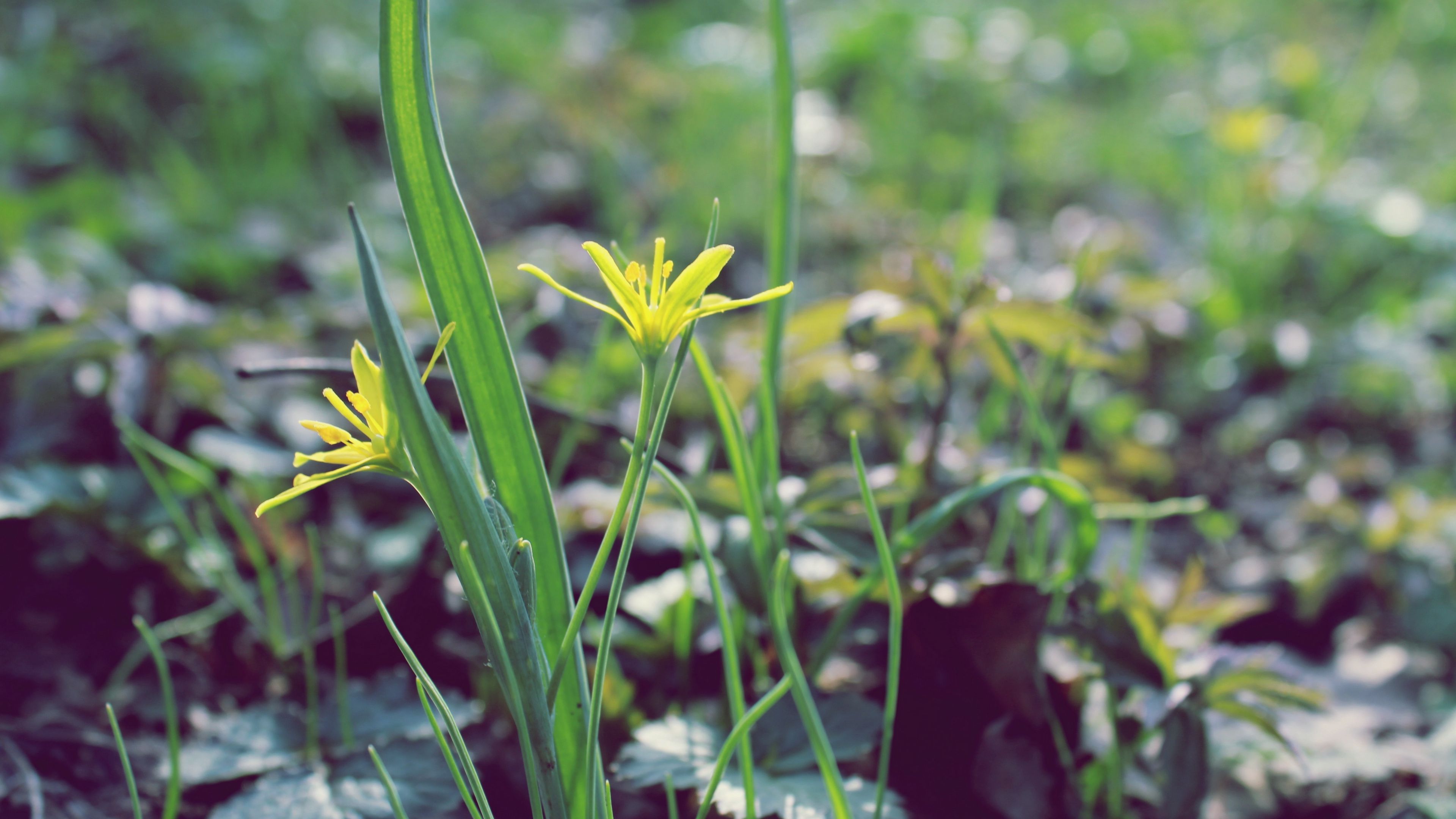 flower, leaves, spring, warmth, petals, yellow, close up, 4k, HD Wallpaper