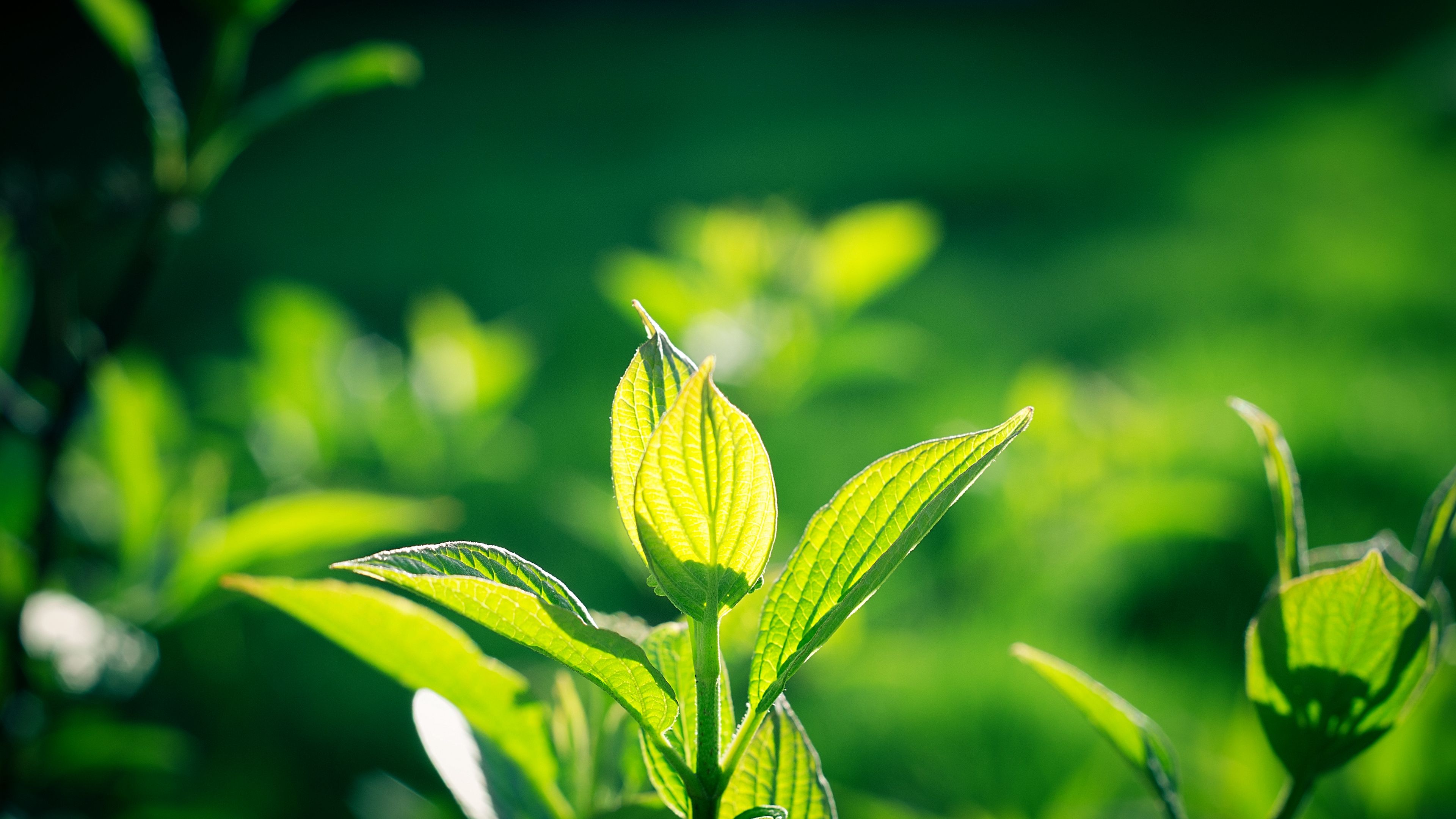 leaves, macro, plant, 4k, HD Wallpaper