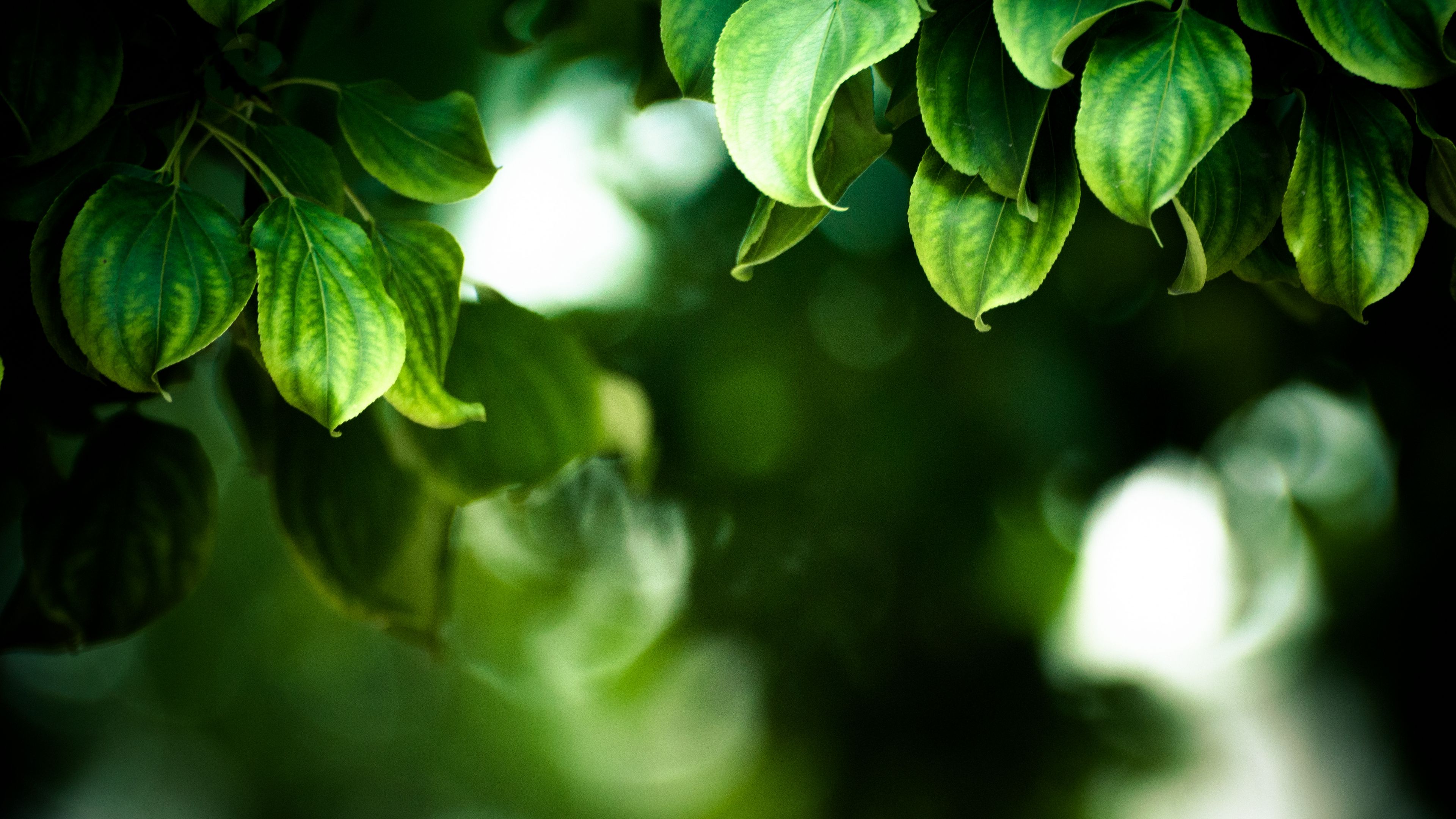 branches, leaves, macro, 4k, HD Wallpaper