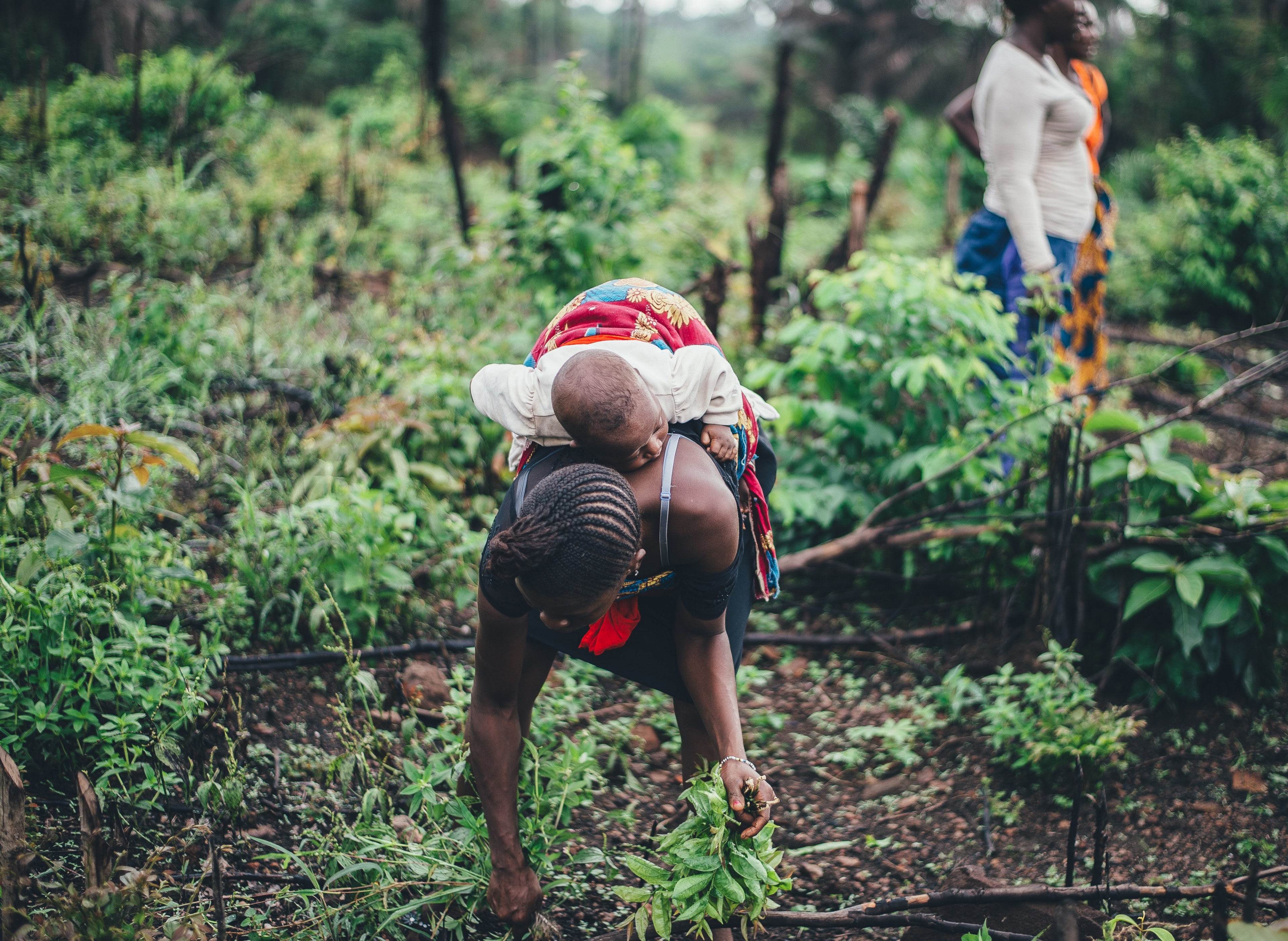 women farming cassava in sierra leone 4k, HD Wallpaper
