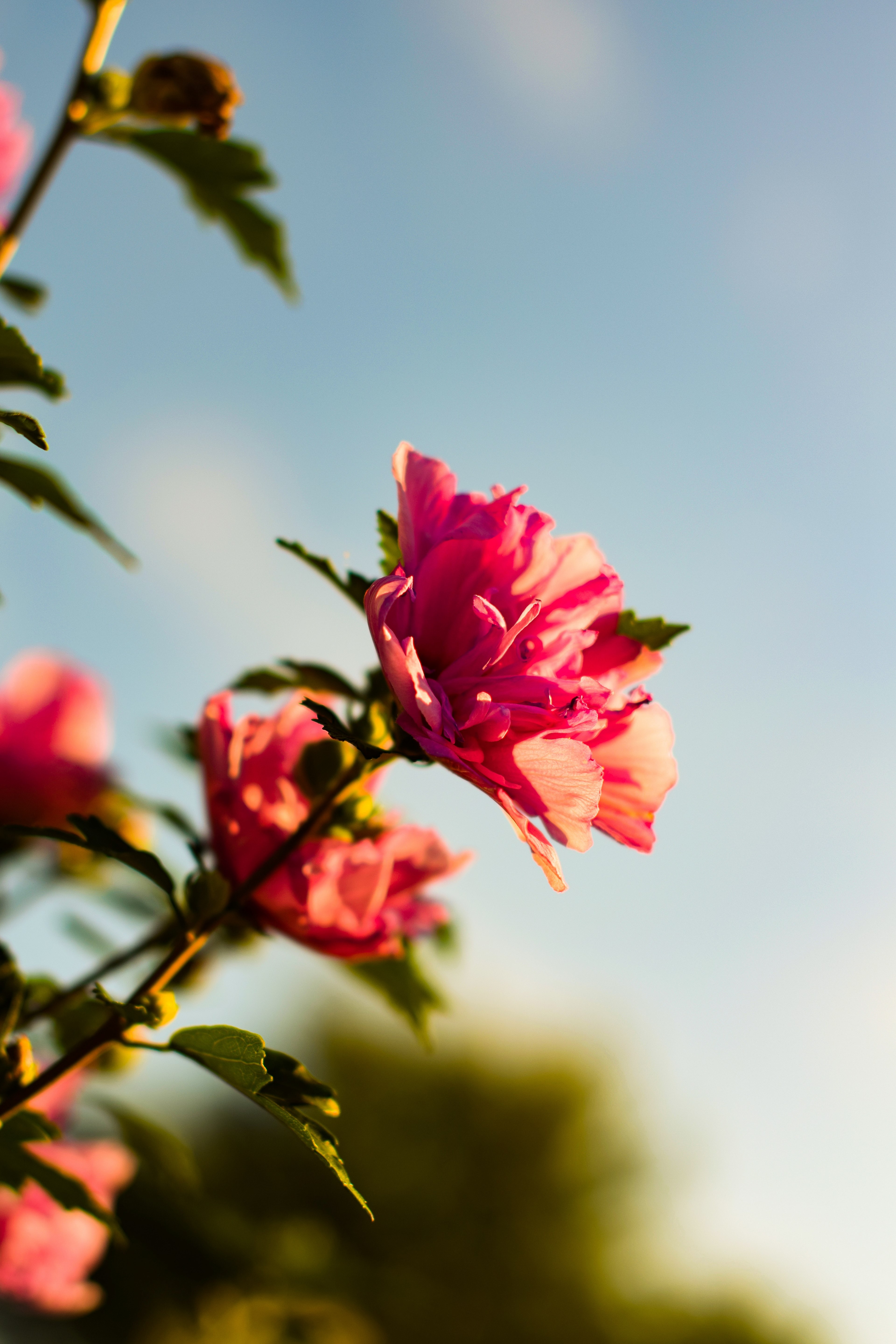flower pink petal and plant hd, 4k, Phone HD Wallpaper