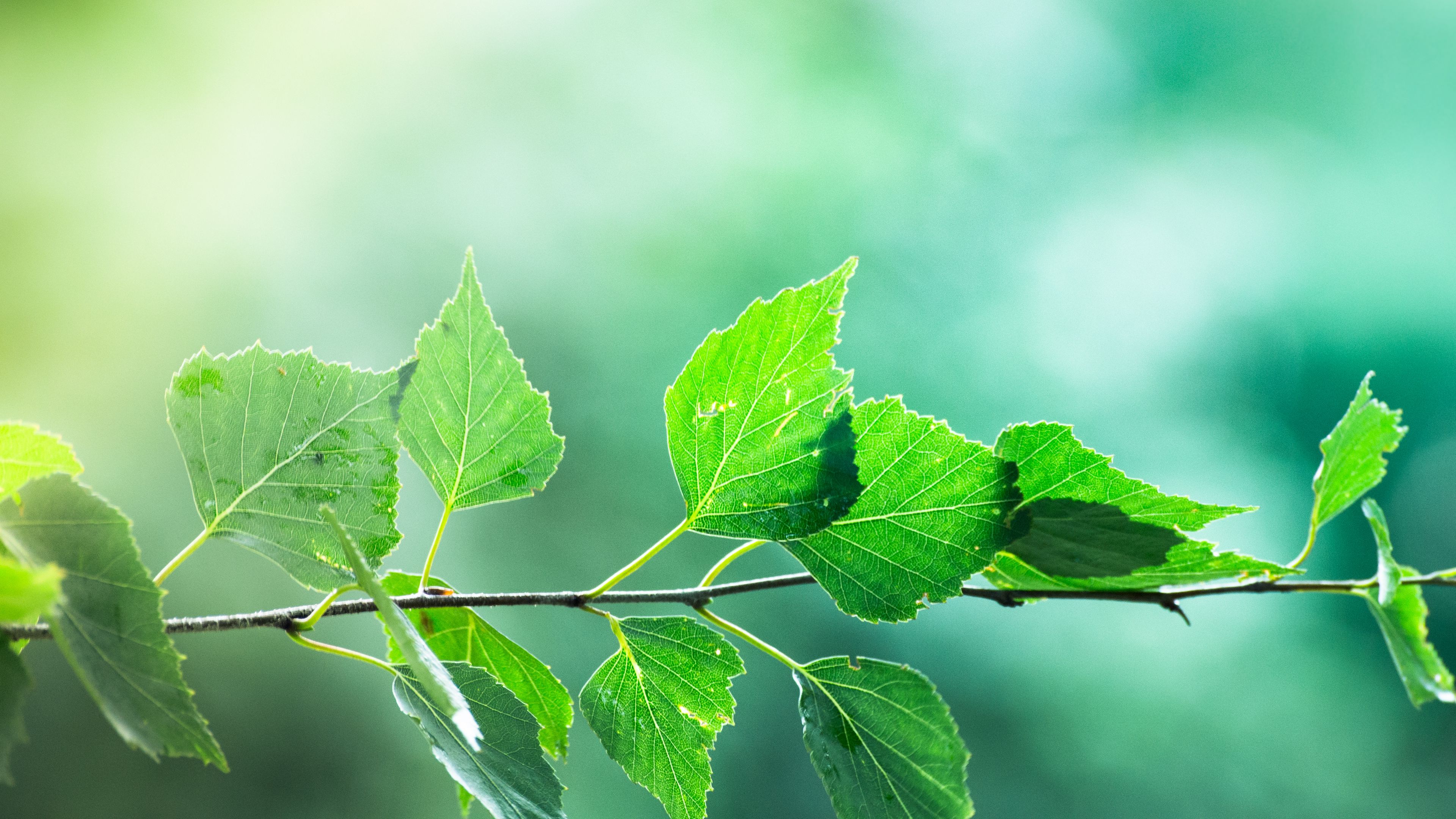branch, leaves, macro, motion blur, 4k, HD Wallpaper