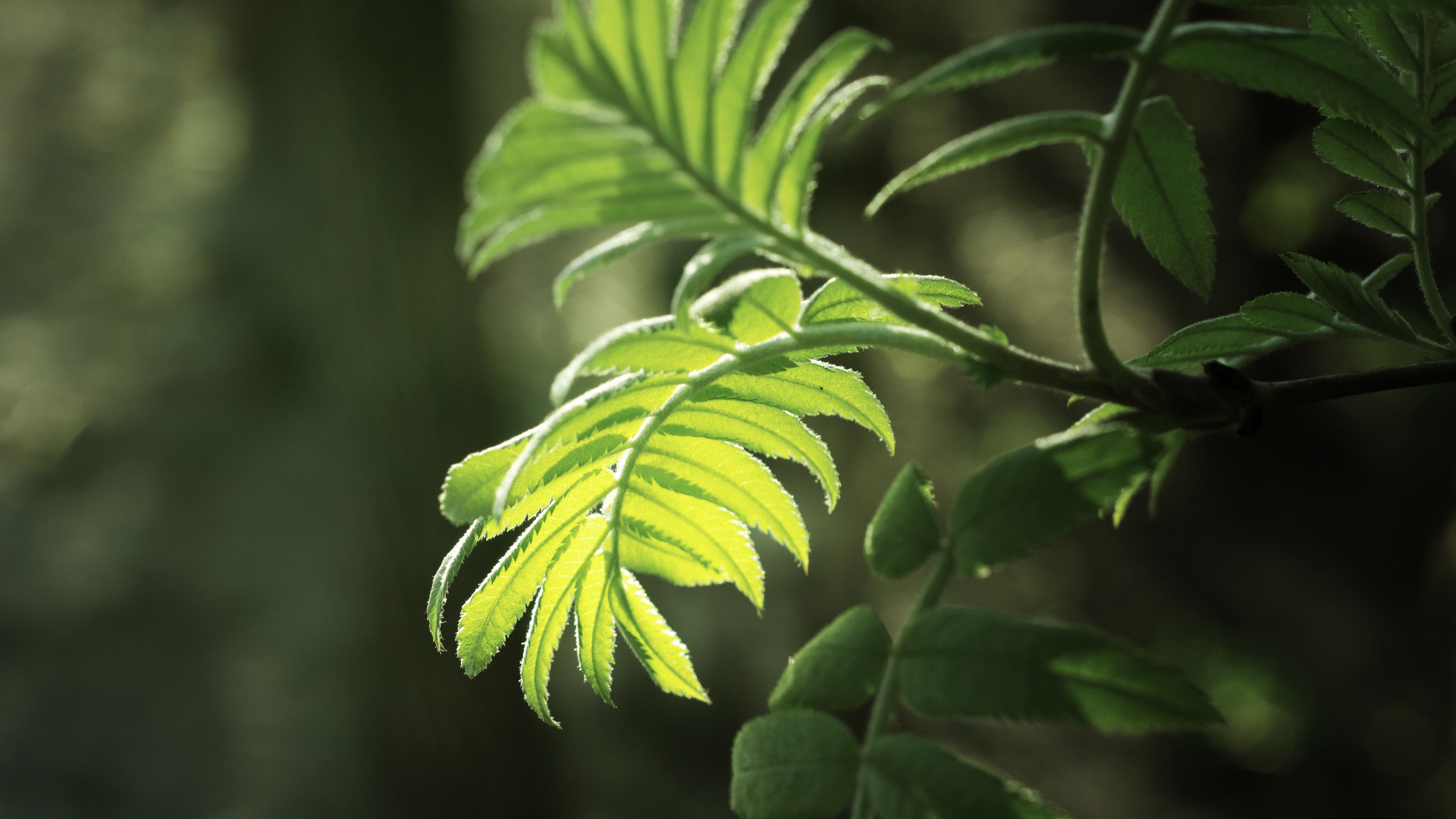 branch, leaves, macro, light, bright, 4k, HD Wallpaper