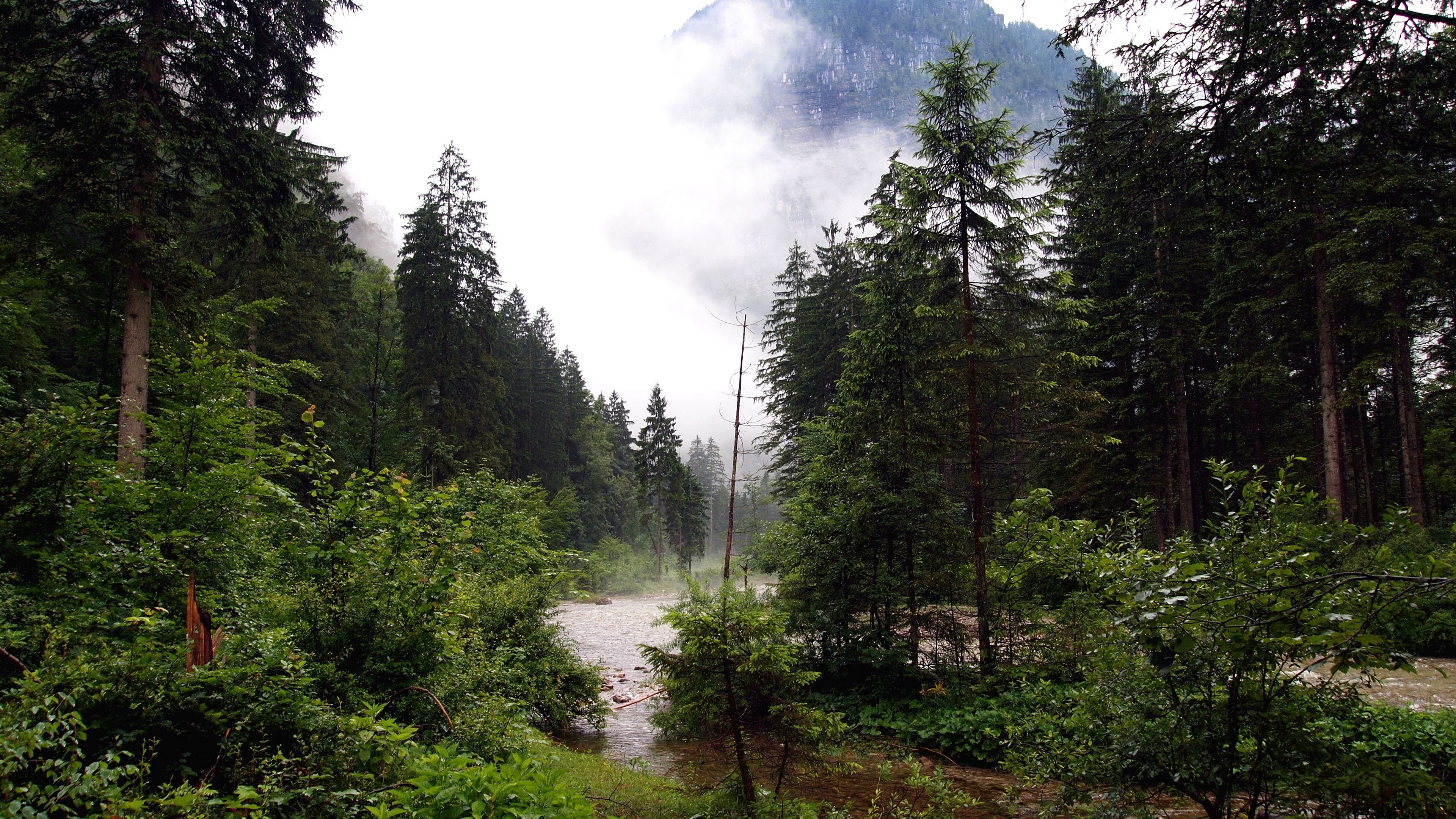 river, forest, nature, 4k, HD Wallpaper